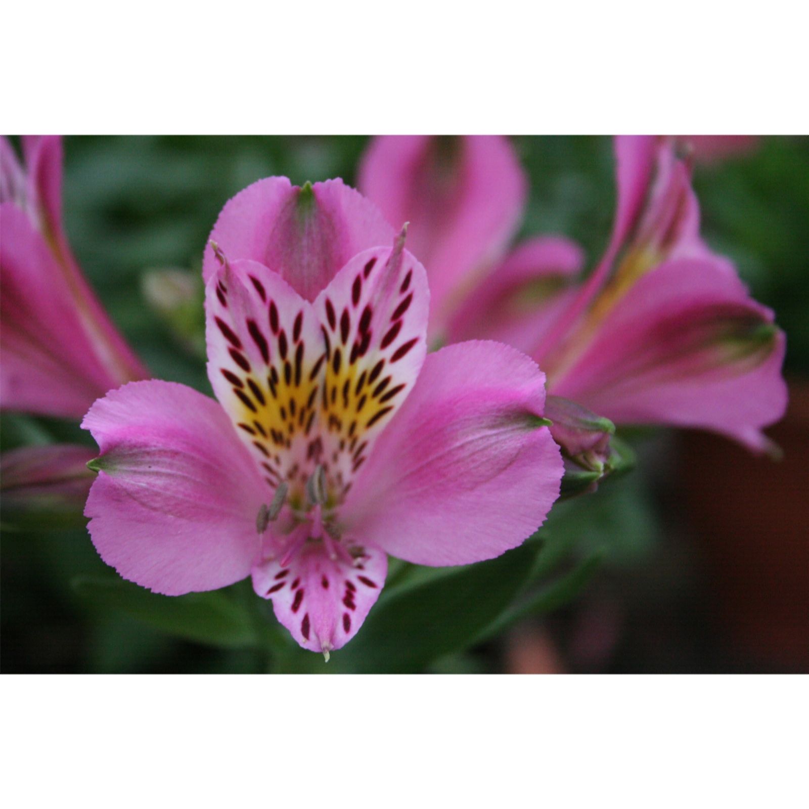 Hayloft Plants Alstroemeria Royal Signature 3X 9Cm