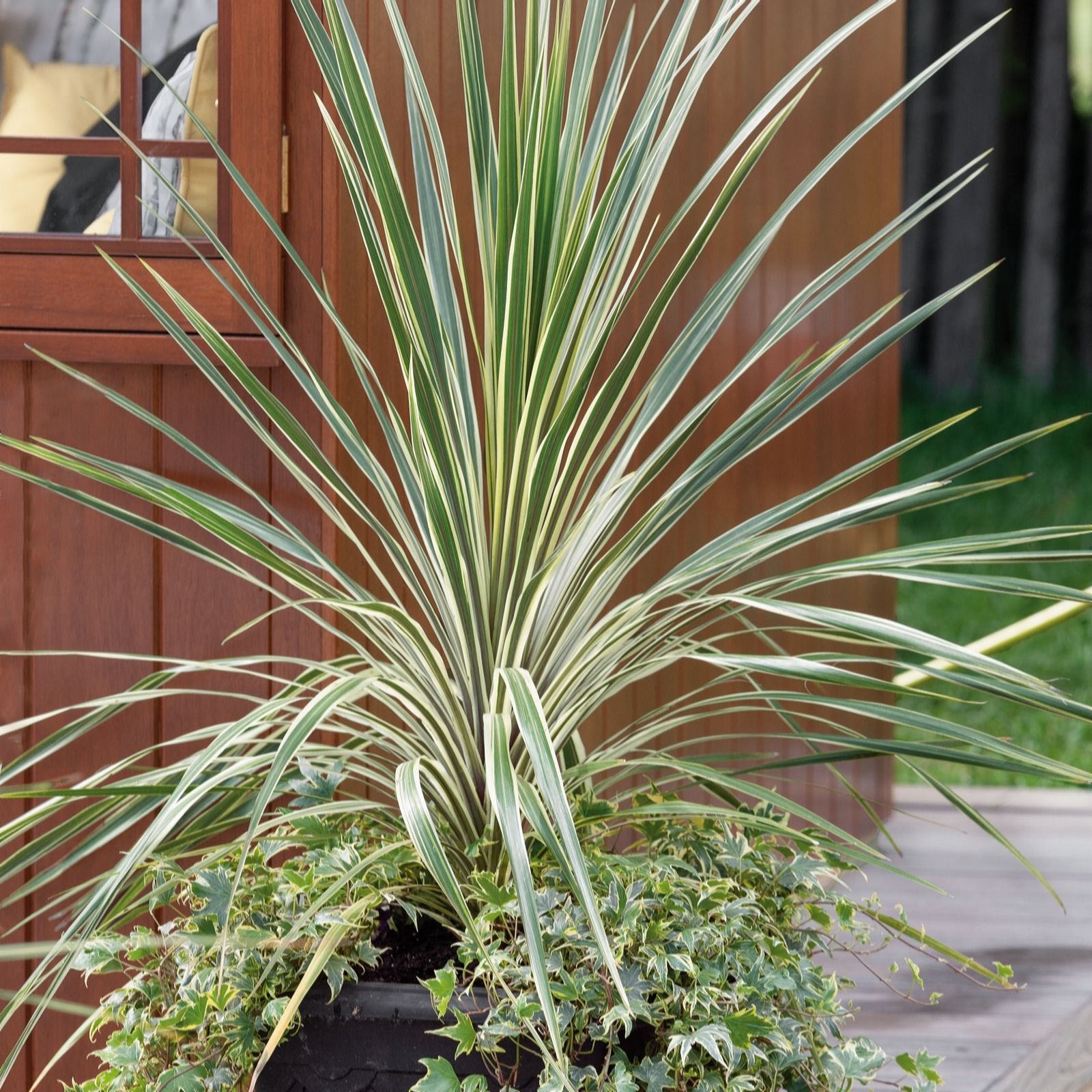 Plants 2 Gardens Green/Cream/White Plants2gardens Cordyline Lime Passion 4.5Ltr