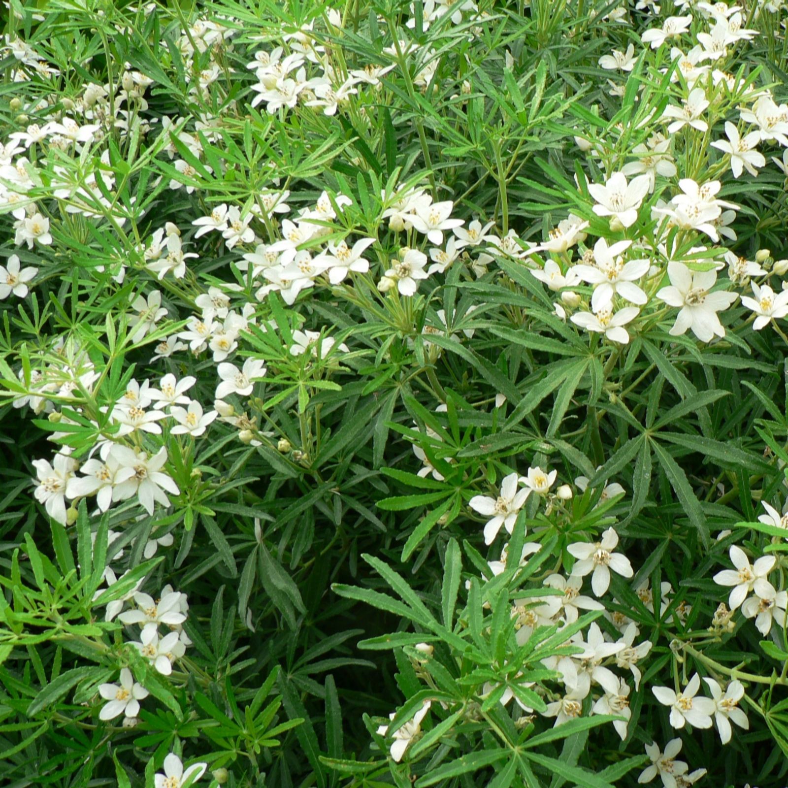 Plants 2 Gardens White Plants2gardens Choisya Dazzler 4.5Ltr