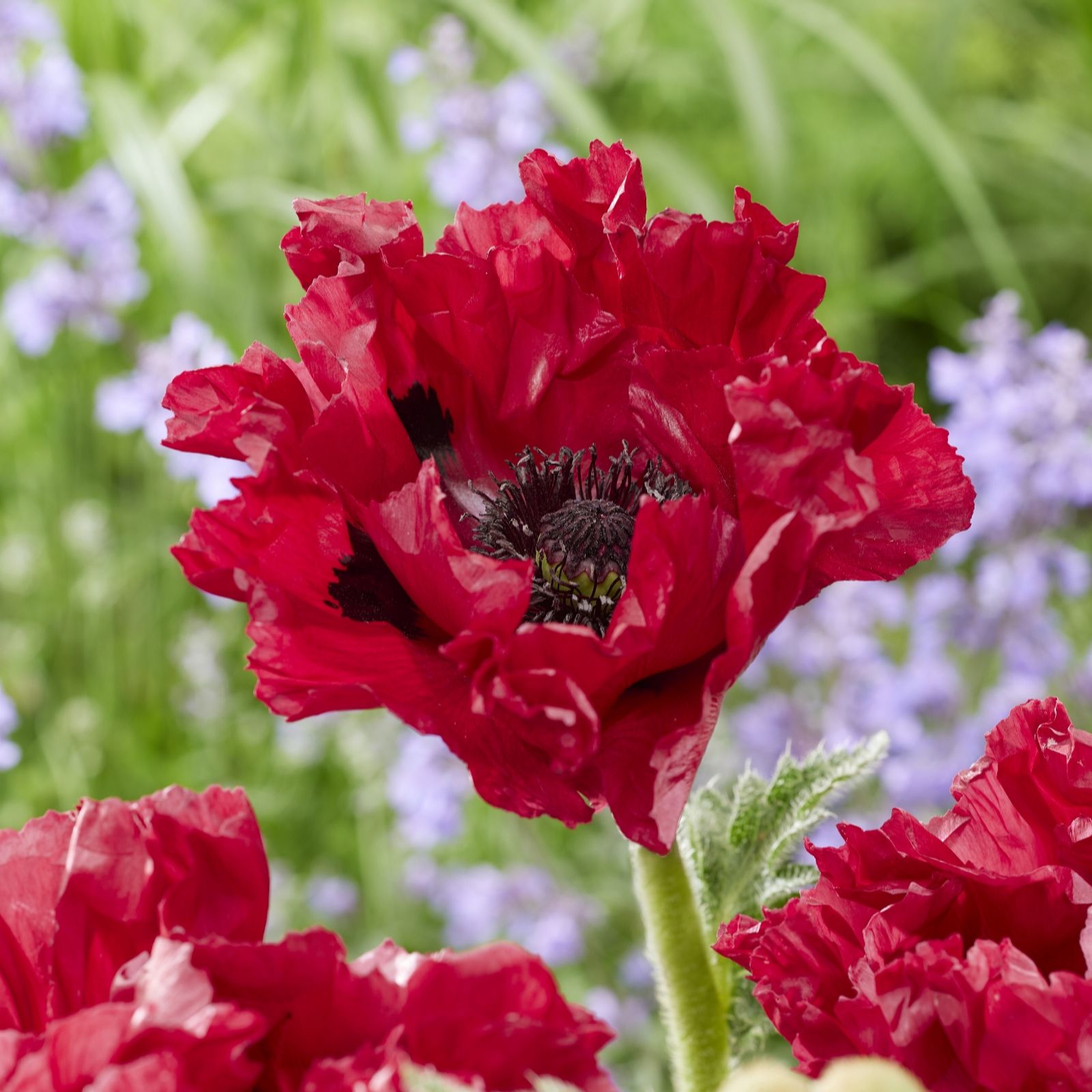 Plants 2 Gardens Red Plants2gardens Papver Rumble 3 X 9Cm