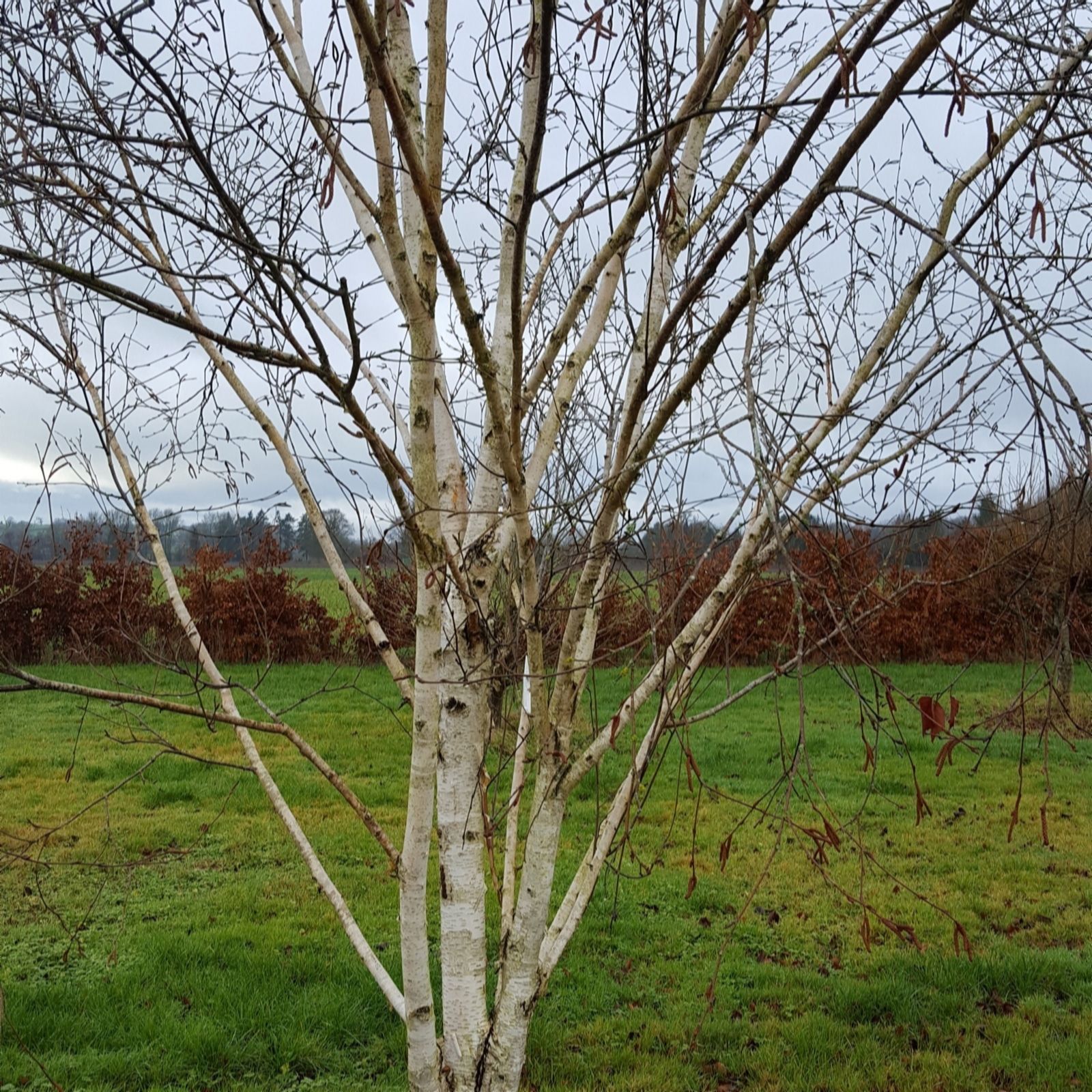 Frank P Matthews White/Green/Yellow Betula Moonbeam In 12 Litre Container