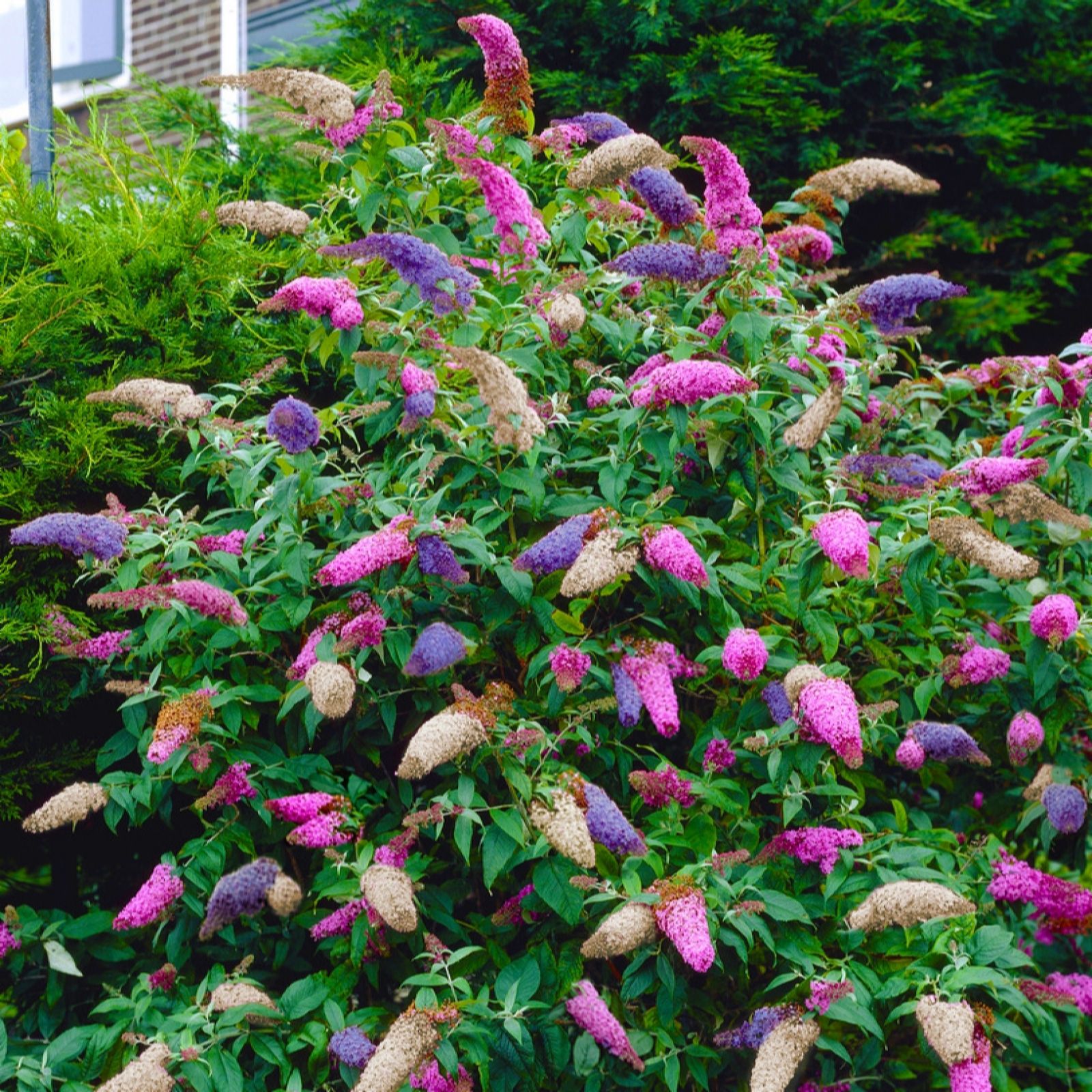 Yougarden White/Pink/Purple Buddleia Tricolour 2L Pot