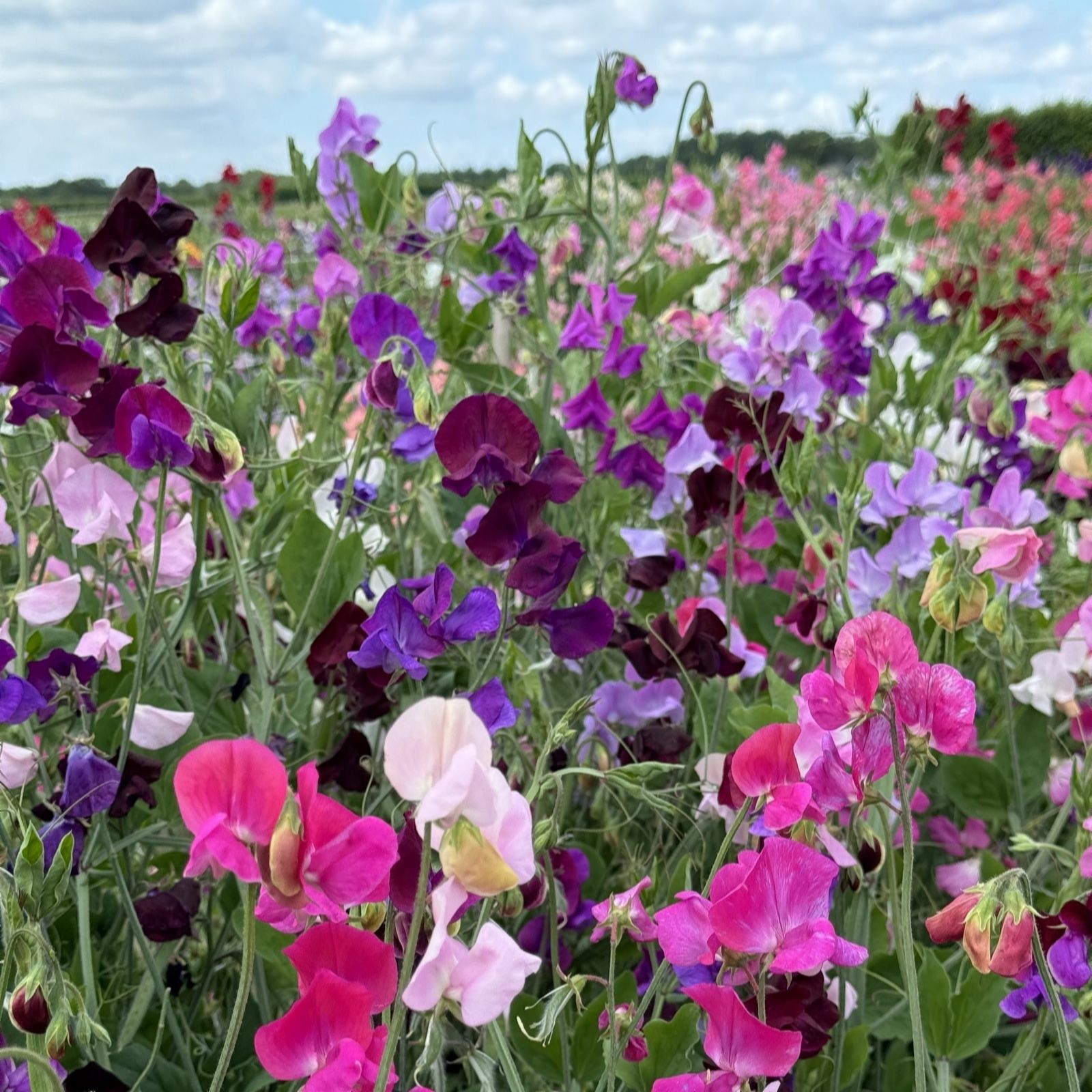 Thompson & Morgan Burgundy Sweet Pea Scentsational 9Cm Pot X 3