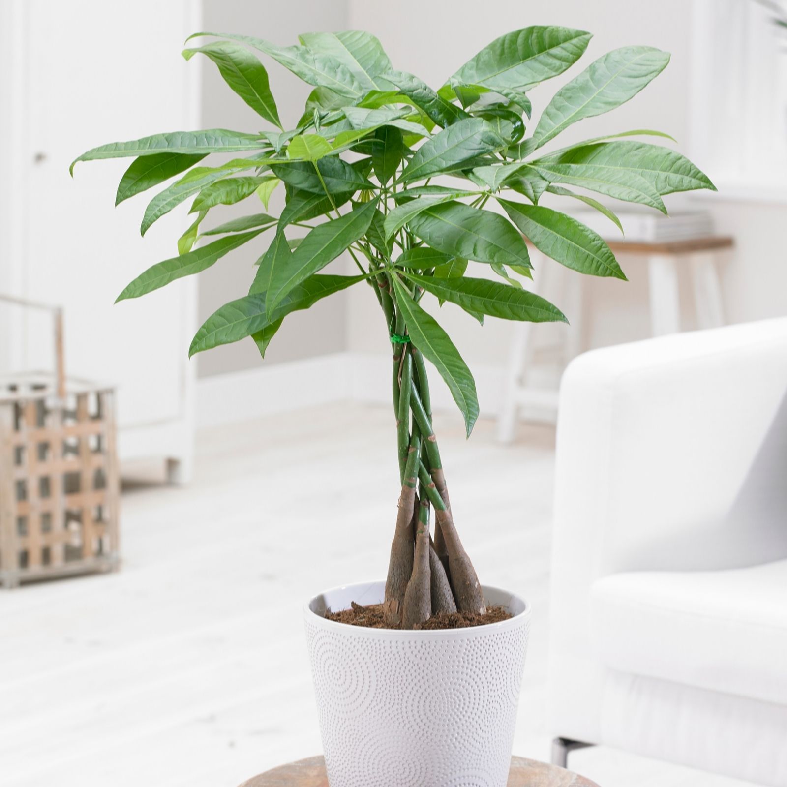 Yougarden Light Pachira Aquatica 'Money Tree' In A 12Cm Pot