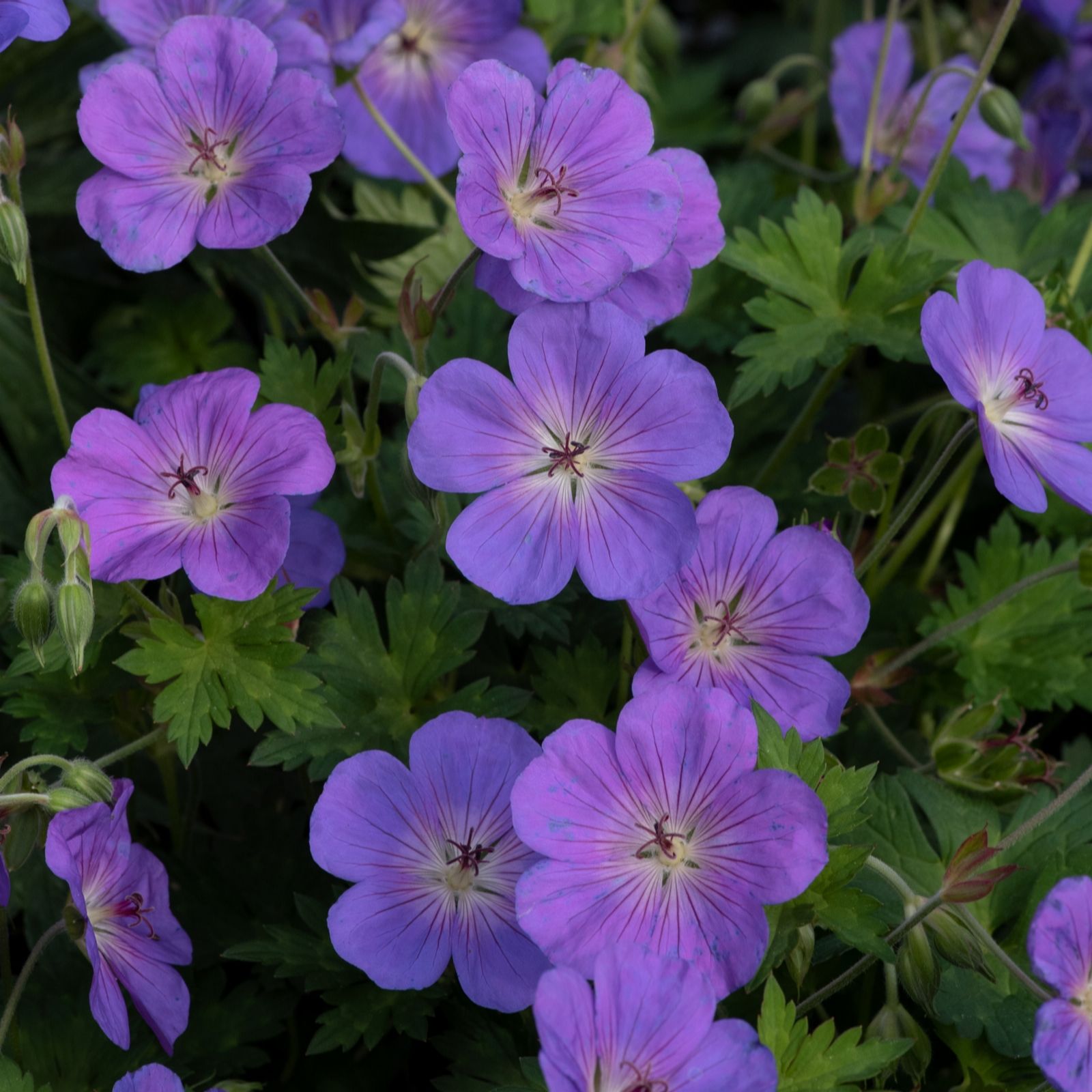 Richard Jackson Geranium Bloom Me Away 2L Pot