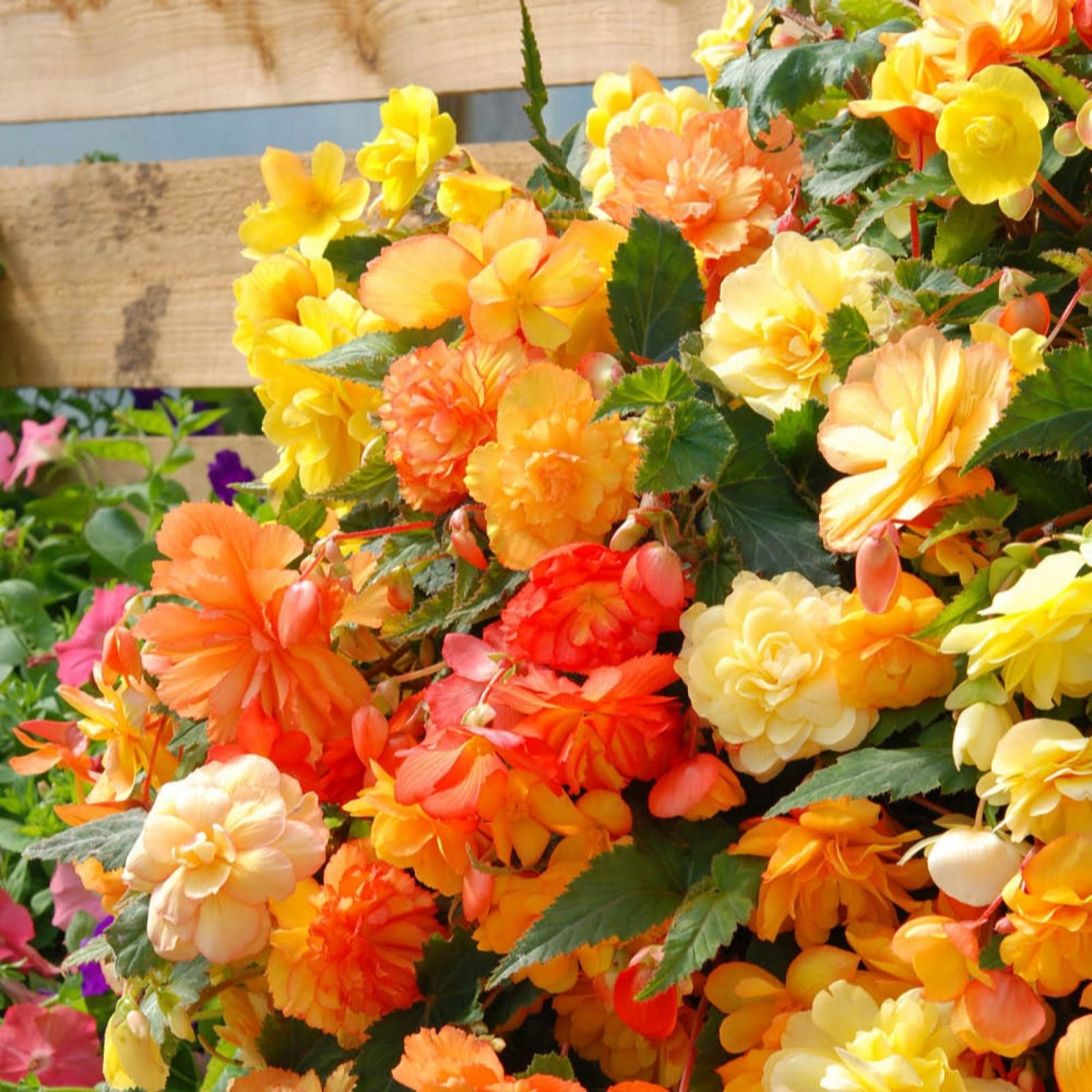 Yougarden Begonia 'Apricot Fiery Shades' Plug Plants X12