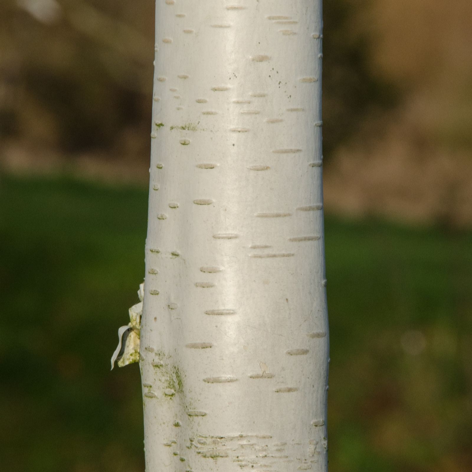 Frank P Matthews Silver Betula Shadow In 12 Litre Container