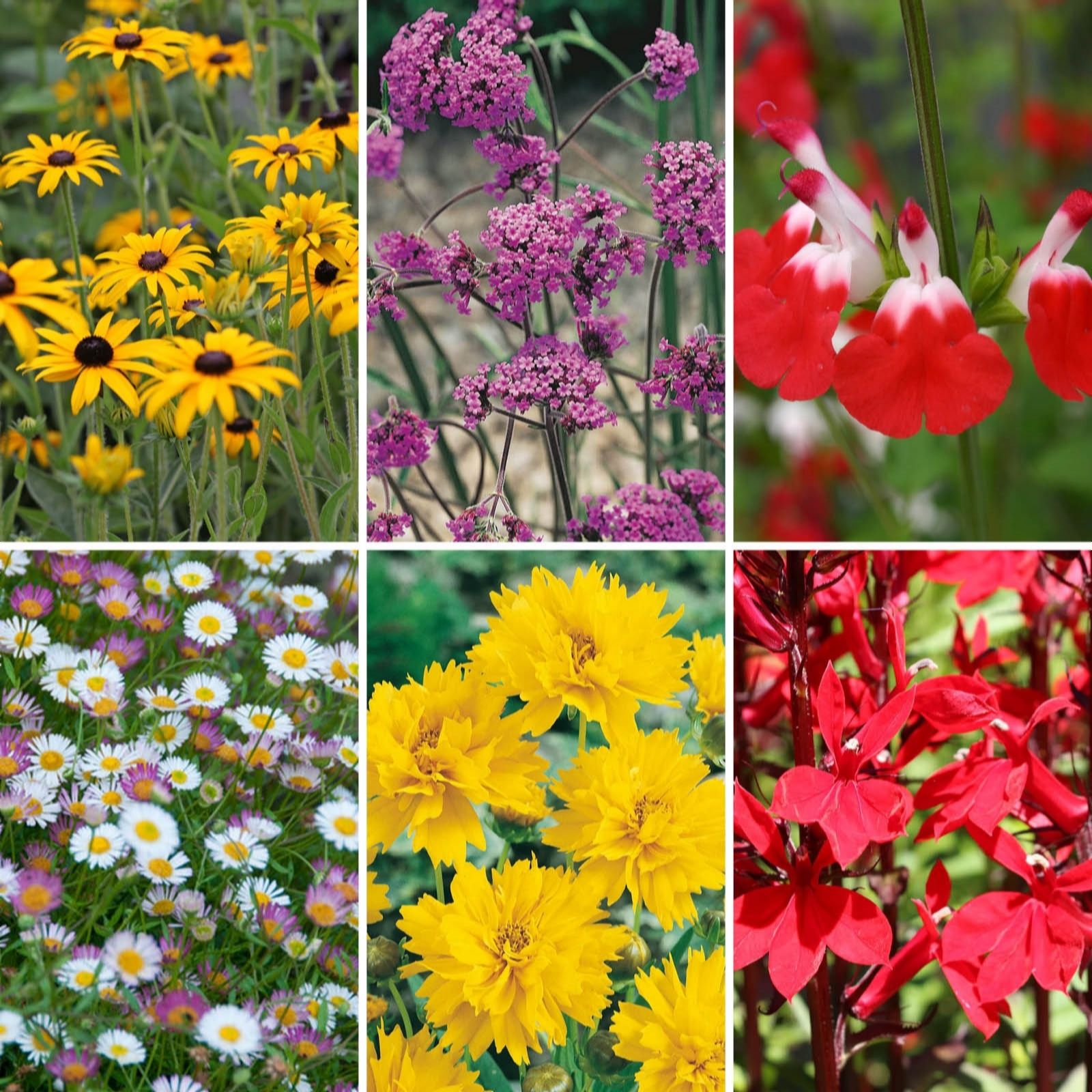 Yougarden Chelsea Favourites Perennial Collection 6X 9Cm Plants