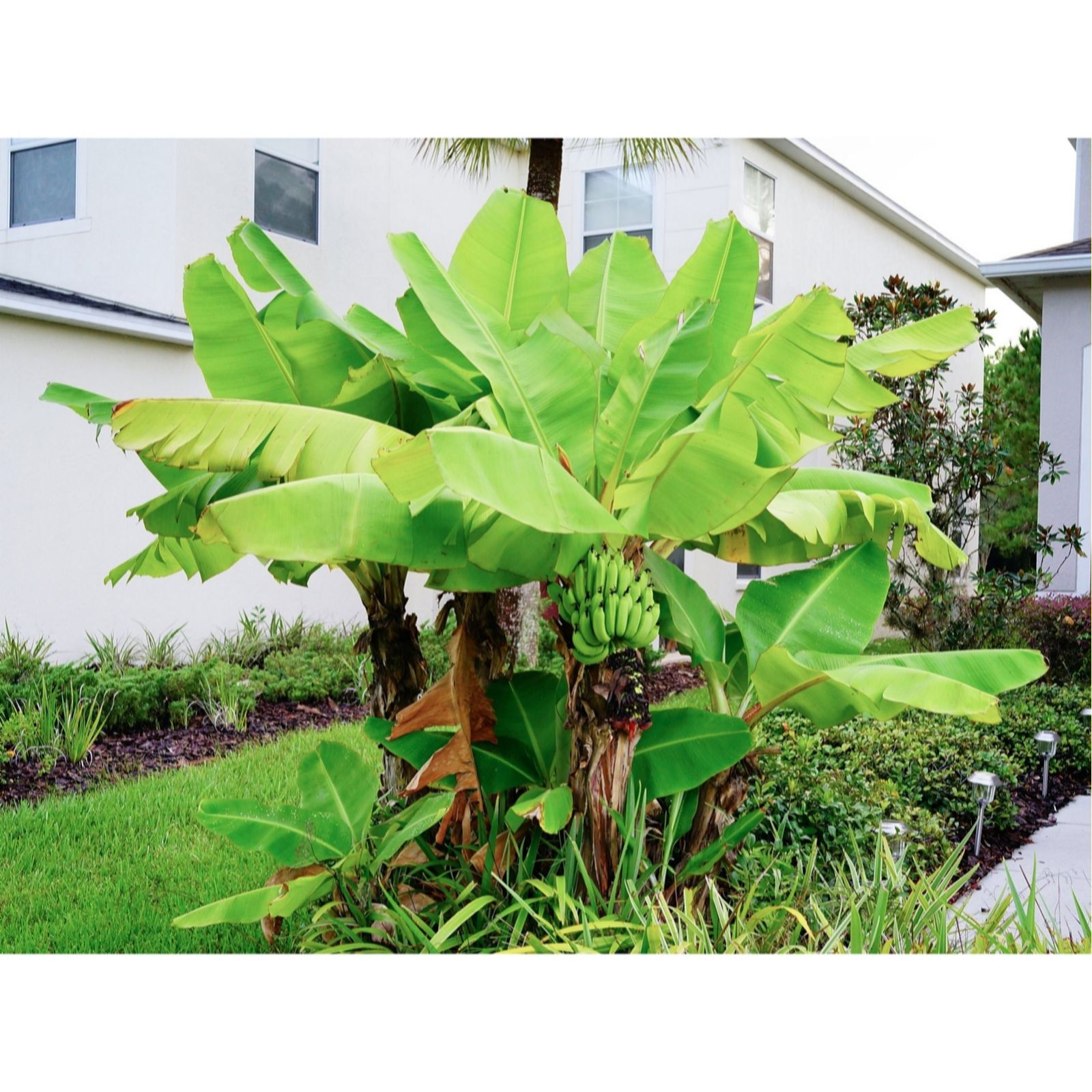 Thompson & Morgan White Musa Basjoo Banana Plant 10.5Cm Pot X 2