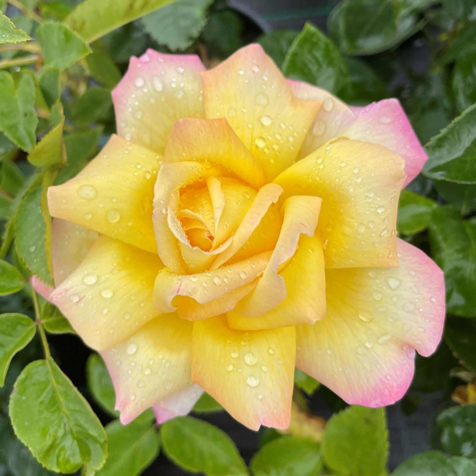 Harkness Roses Yellow/Pink/Light Harkness Rose Peace 3L-4L Pot