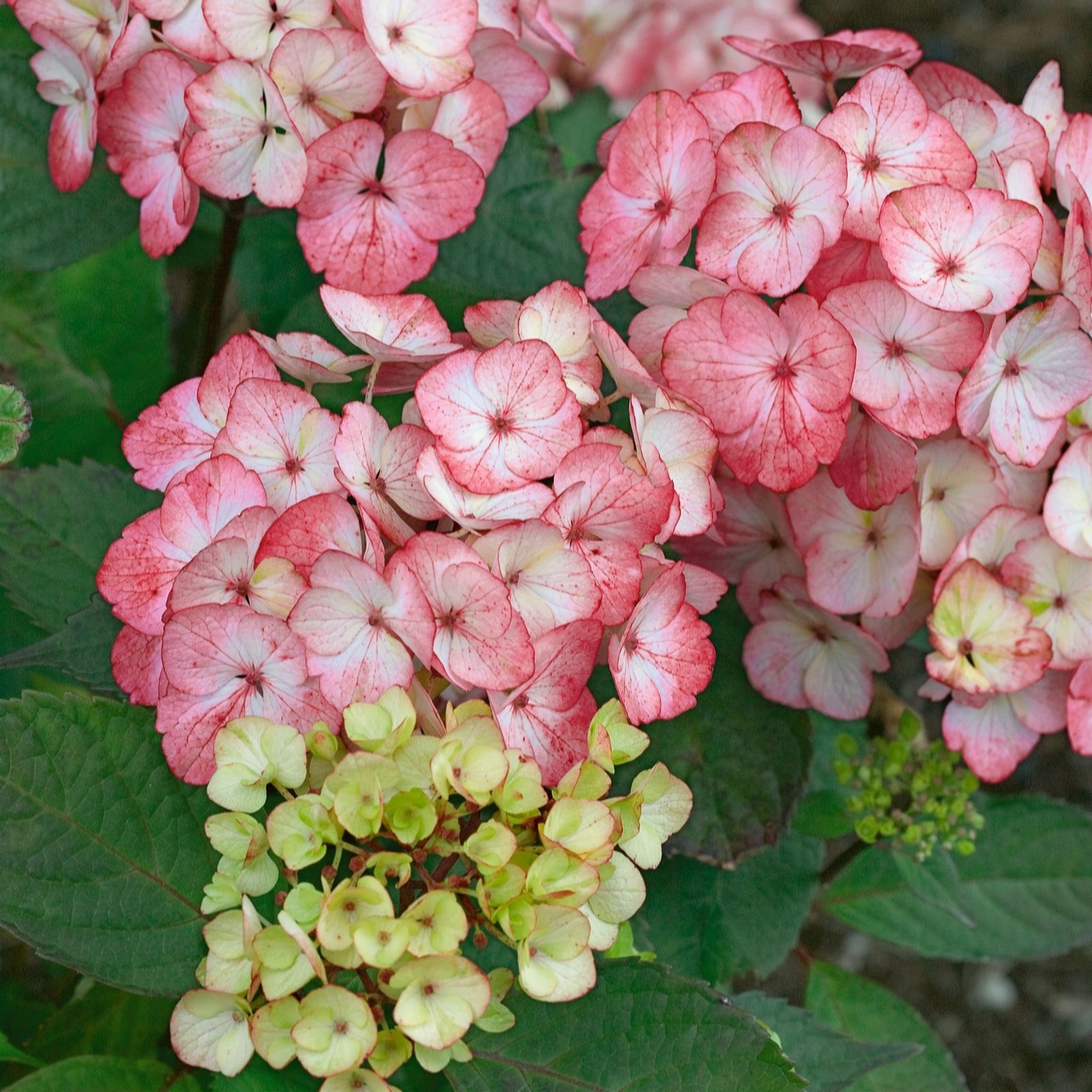 Plants 2 Gardens Pink/Burgundy/Purple Plants2gardens Hydrangea Serrata Preziosa 4.5Ltr
