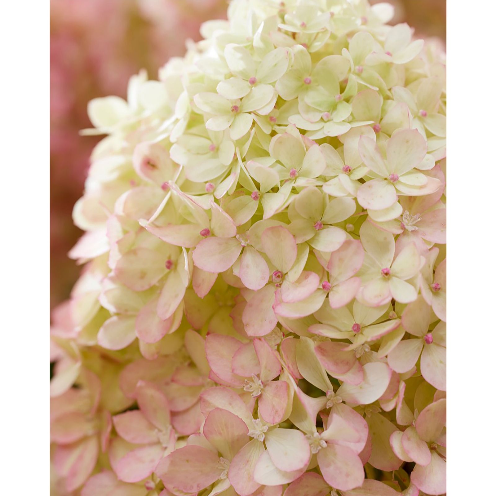Thompson & Morgan Green/Cream/Light Hydrangea Living Little Love 1 Litre Pot