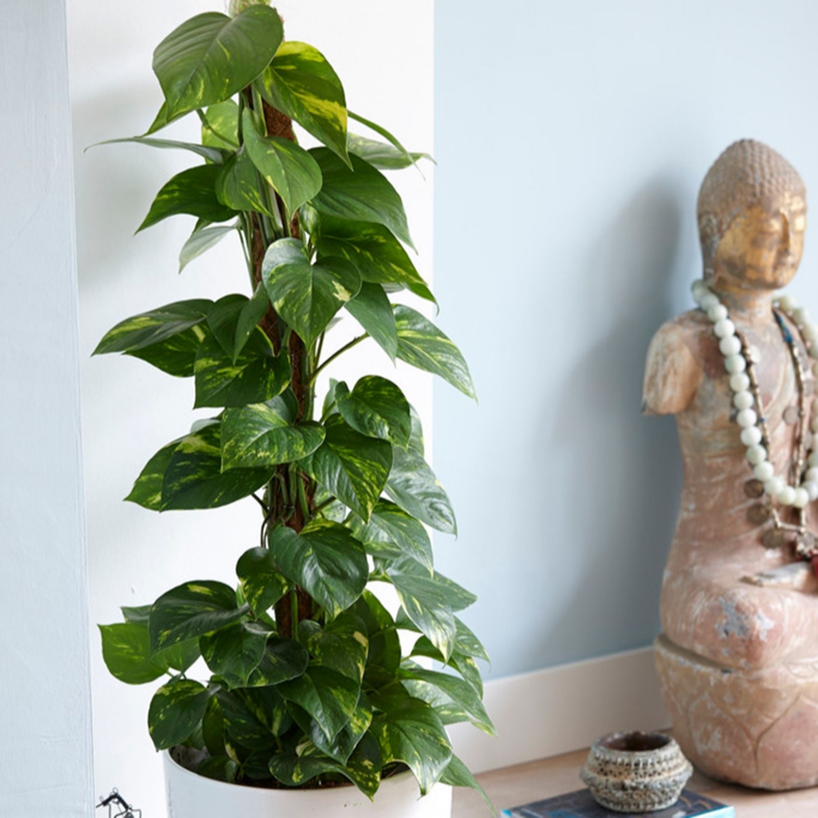 Yougarden Green/Golden/Light Epipremnum Pinnatum Aureum In A 12Cm Pot