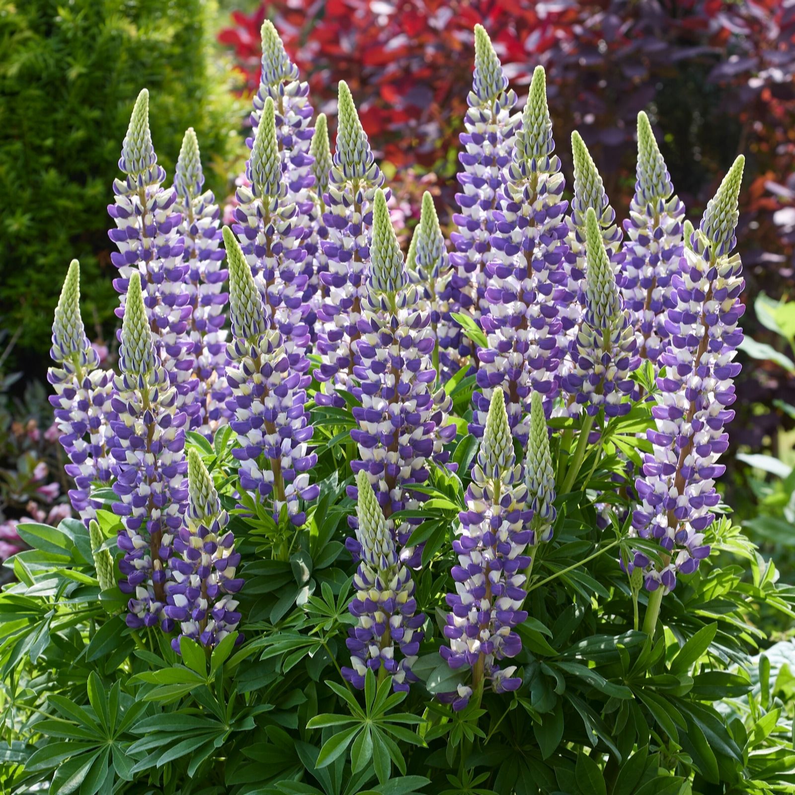 Richard Jackson Lupin Lupinova Cierra 2L Pot