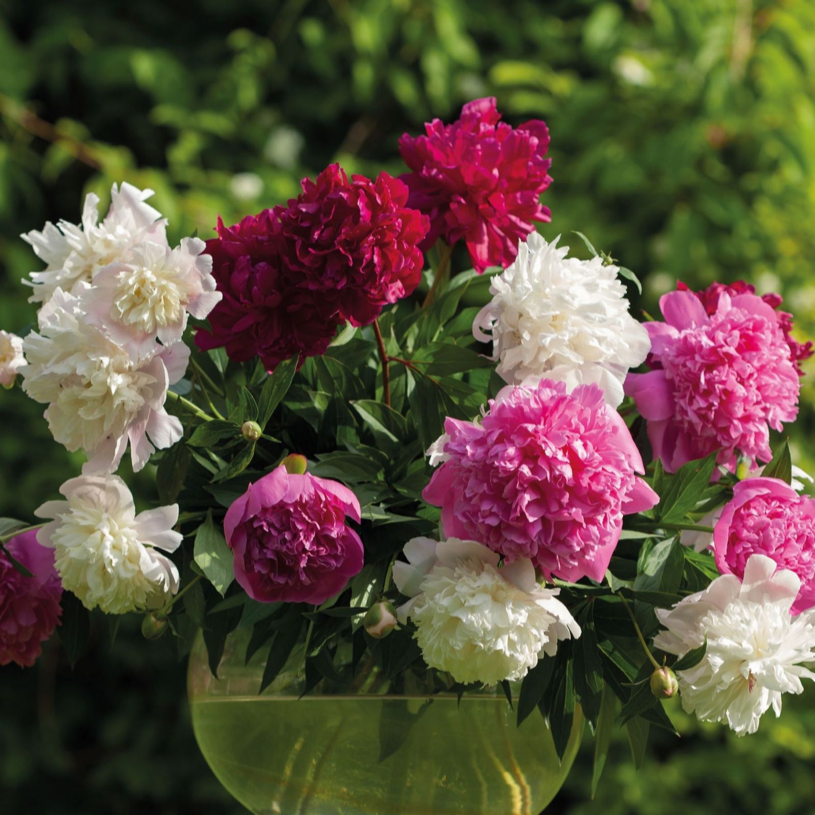 Thompson & Morgan Magenta Peony Collection Three Bare Roots