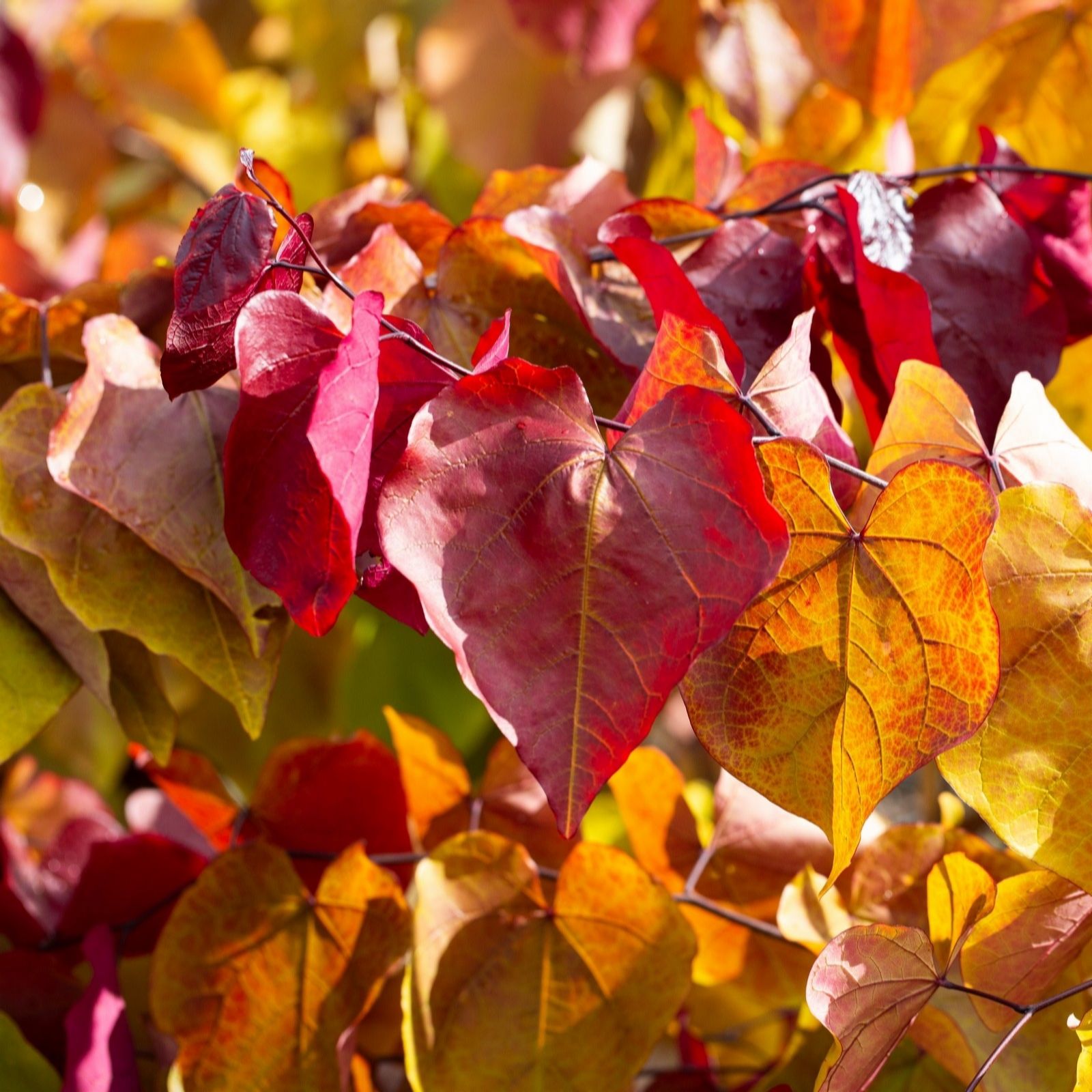 Frank P Matthews Red/Orange/Yellow Cercis Eternal Flame In 12 Litre Container