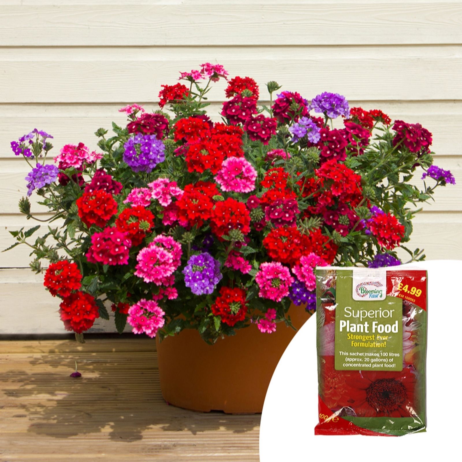 Yougarden Verbena Trailing Plug Plant Collection X12 & 100G Fertiliser
