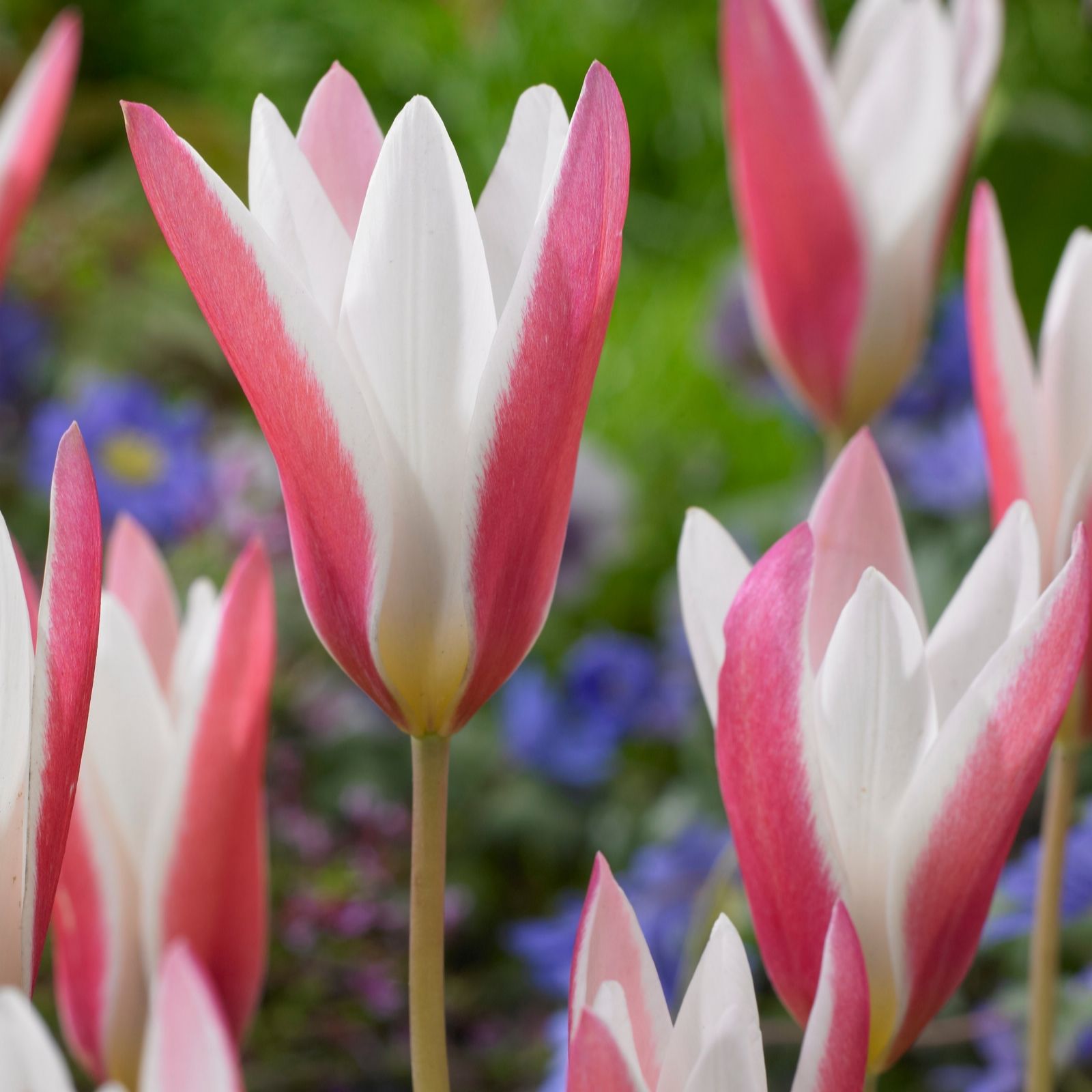 Richard Jackson White/Pink Richard Jackson's Waterlily Tulip 18X Bulbs