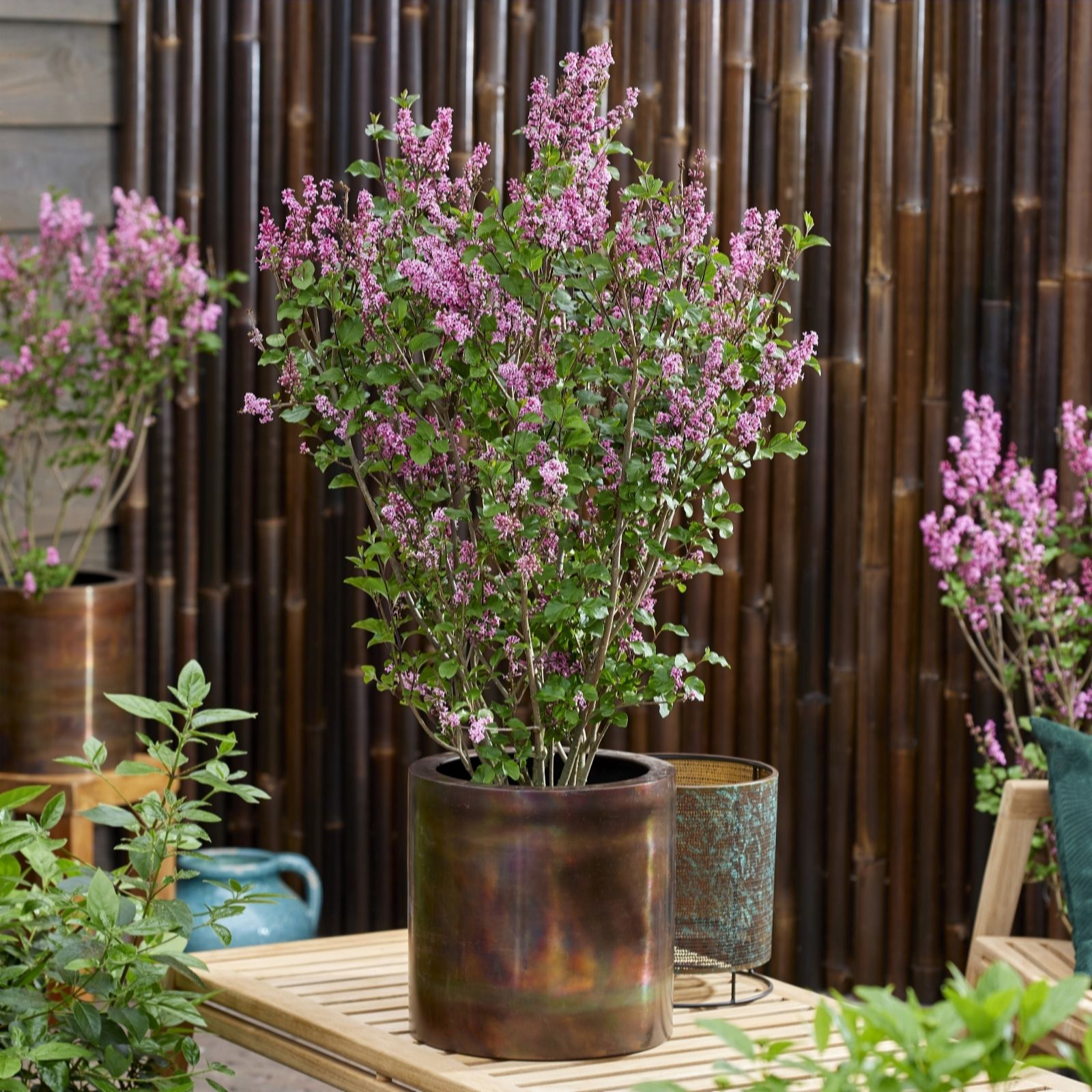 Plants 2 Gardens Lilac/Dark Plants2gardens Syringa Little Rosie 3Ltr