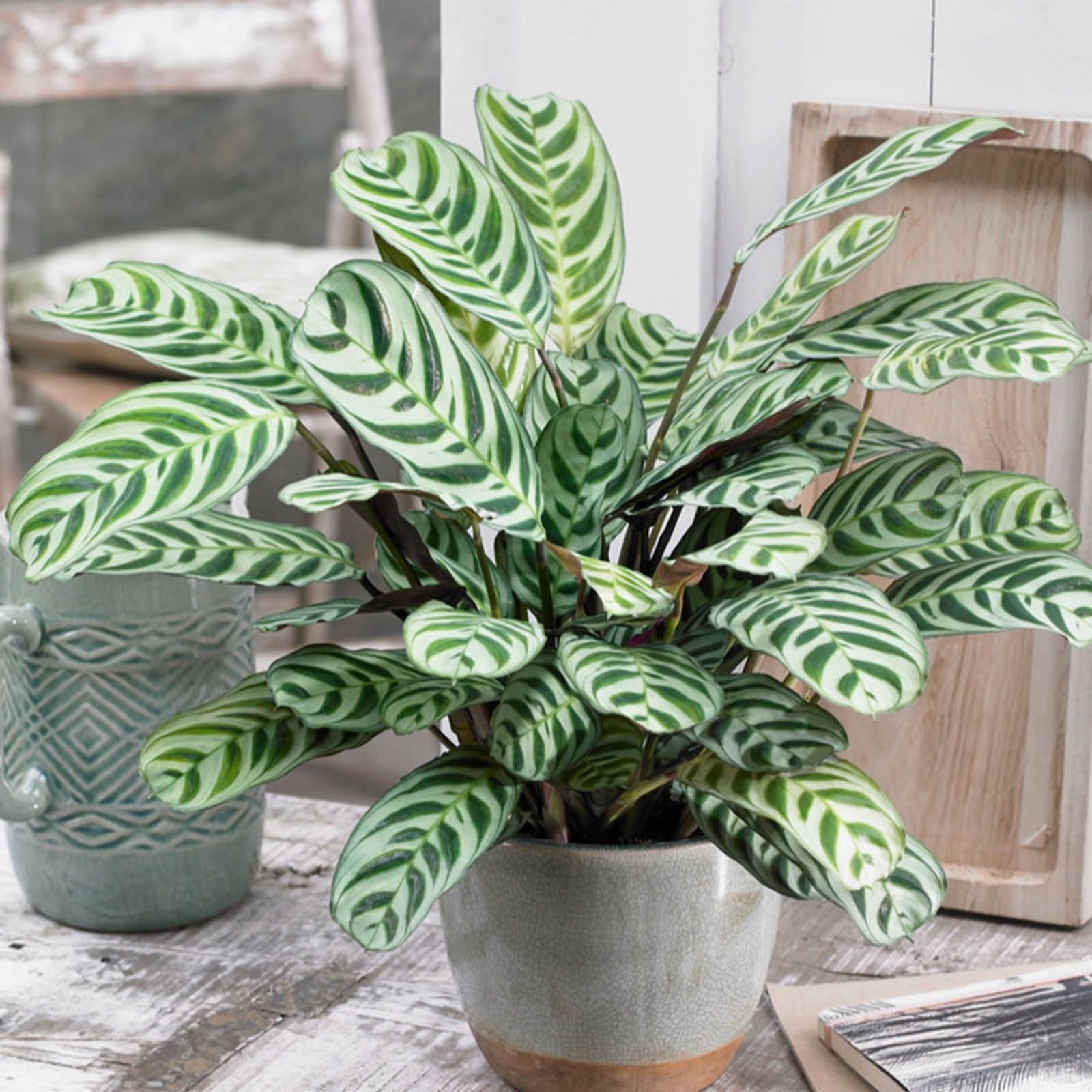 Yougarden Silver/Grey/Green Ctenanthe Burle -Marxii 'Fishbone Prayerplant' In A 12Cm Pot