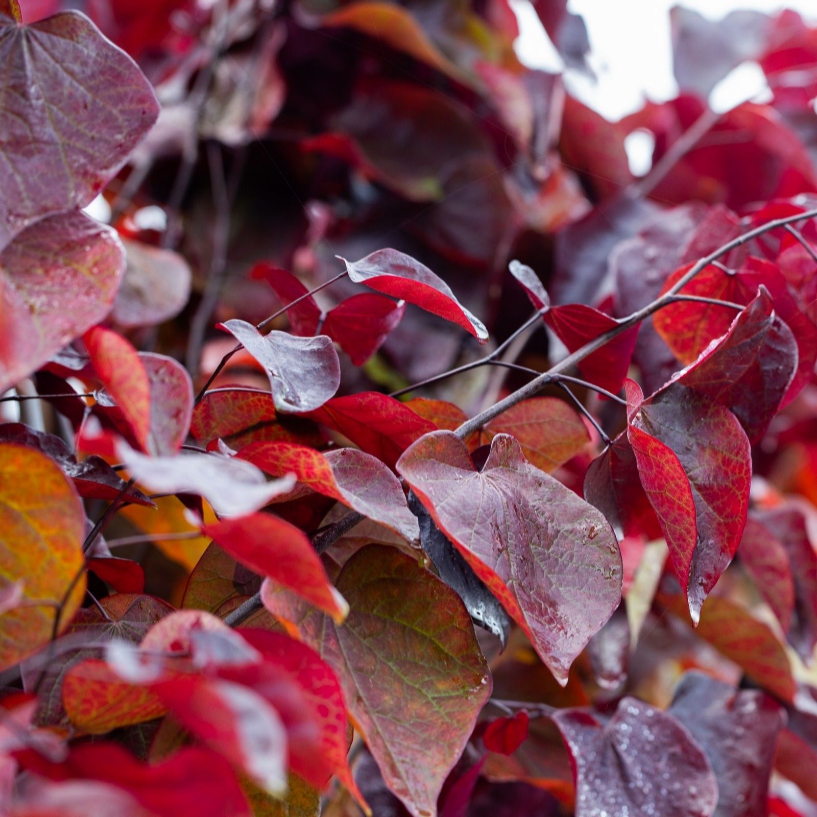 Frank P Matthews Red/Purple Cercis Forest Pansy In 12 Litre Container