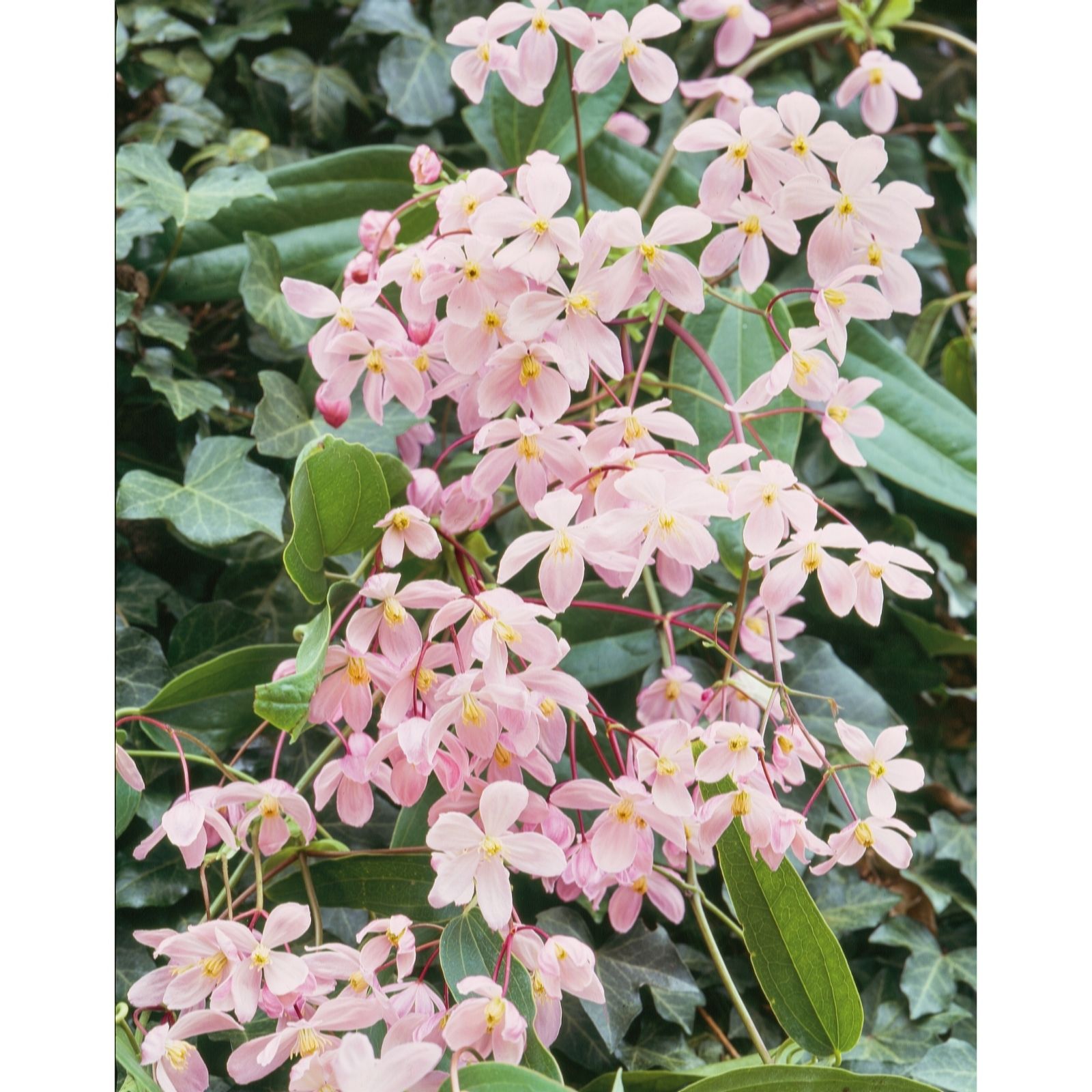 Plants 2 Gardens White/Dark/Green Plants2garden Clematis Appleblossom 2Ltr