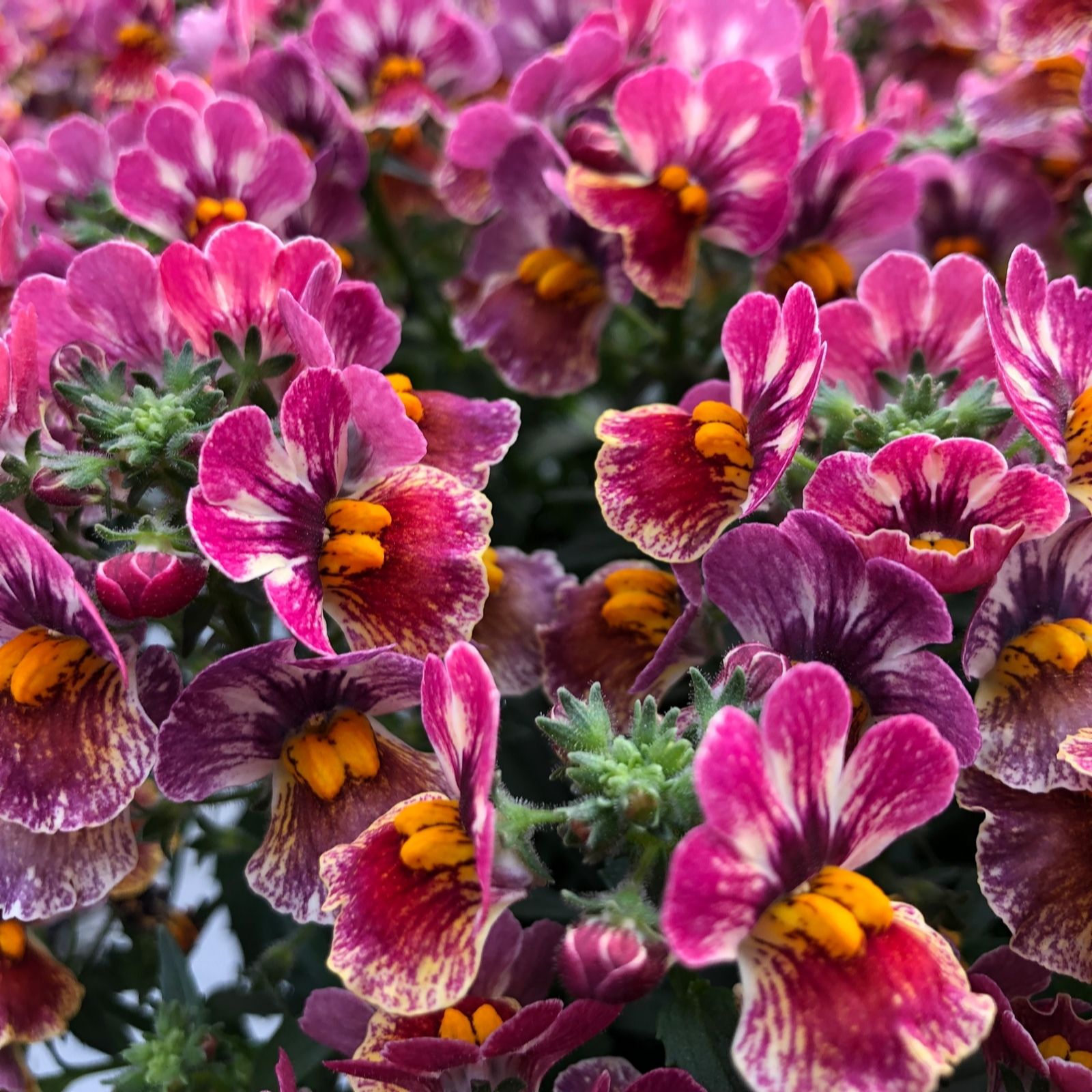 Plants 2 Gardens Plants2gardens Nemesia Nesia Collection 6X 6Cm