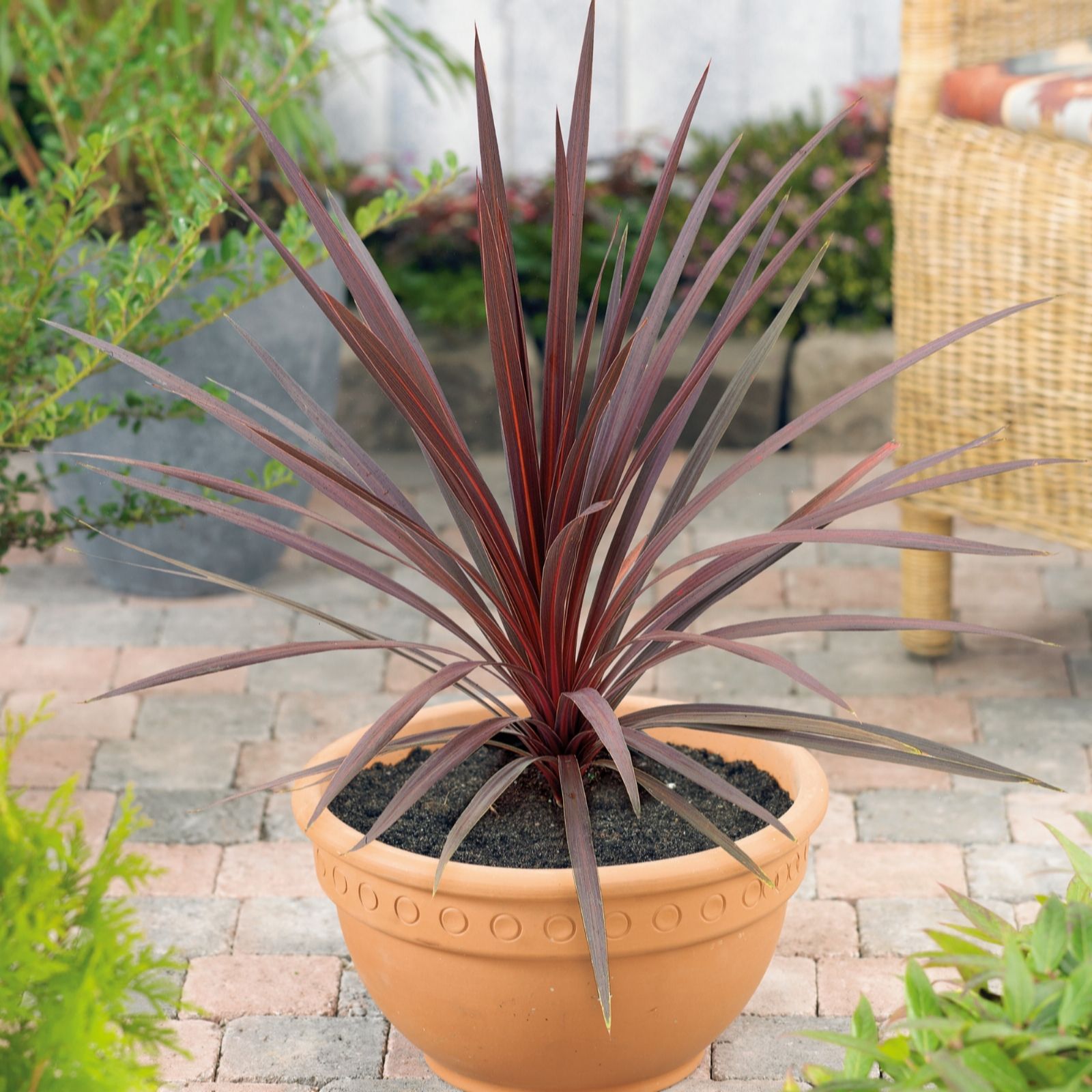 Plants 2 Gardens Red Plants2gardens Cordyline Torbay 4.5Ltr