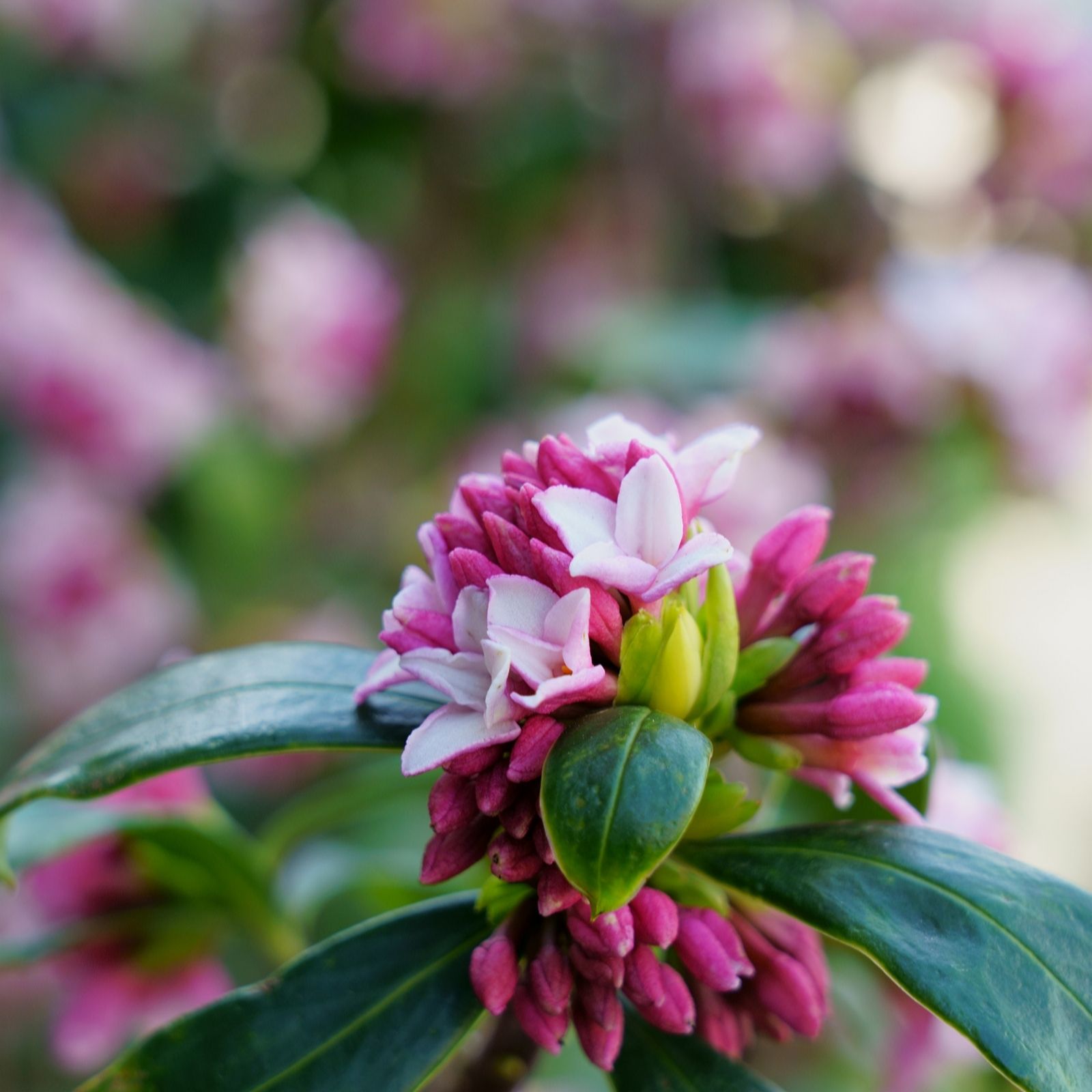 Hayloft Plants Pink/White Daphne Odora Collection