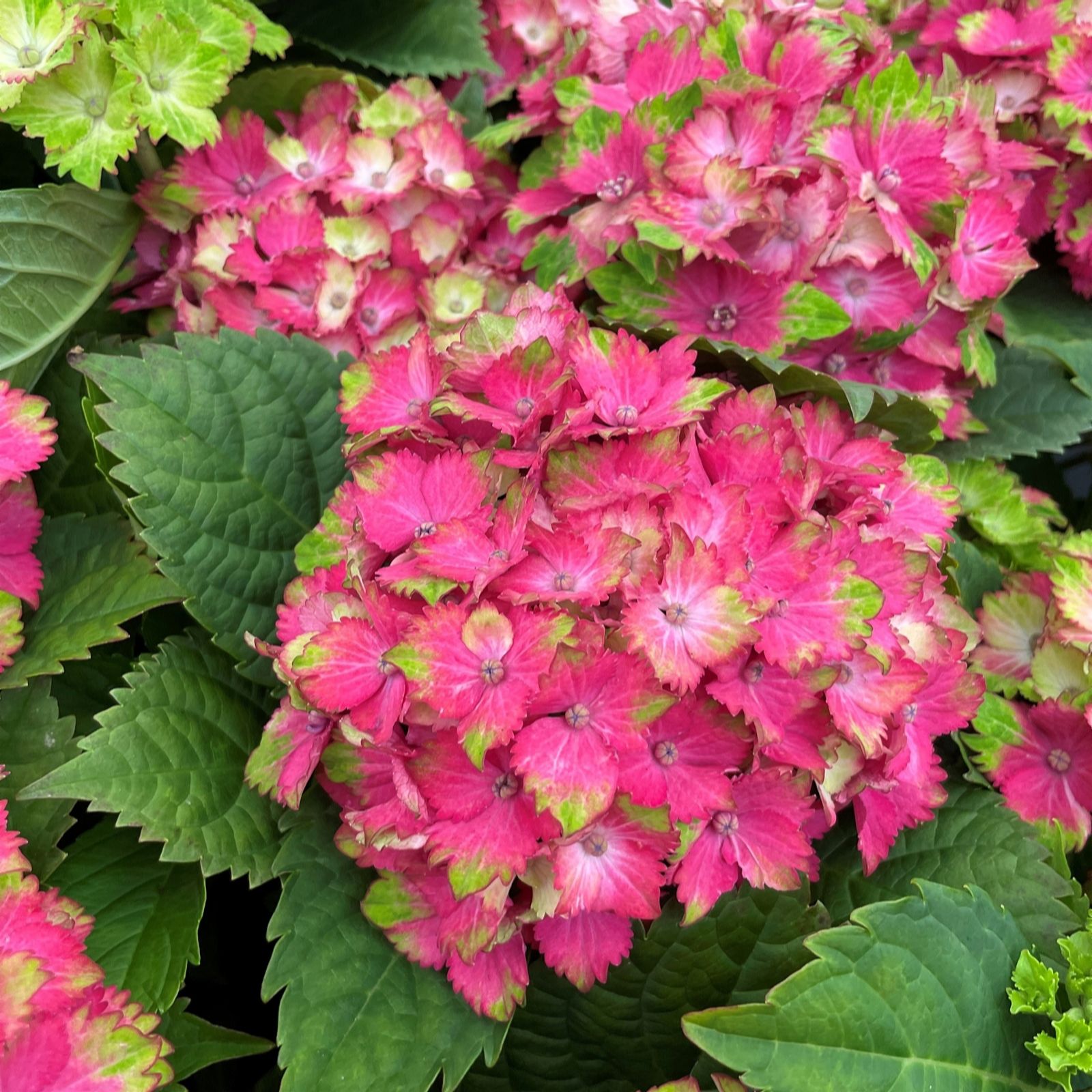 Plants 2 Gardens Yellow/Green/Pink Plants2gardens Hydrangea Wizard