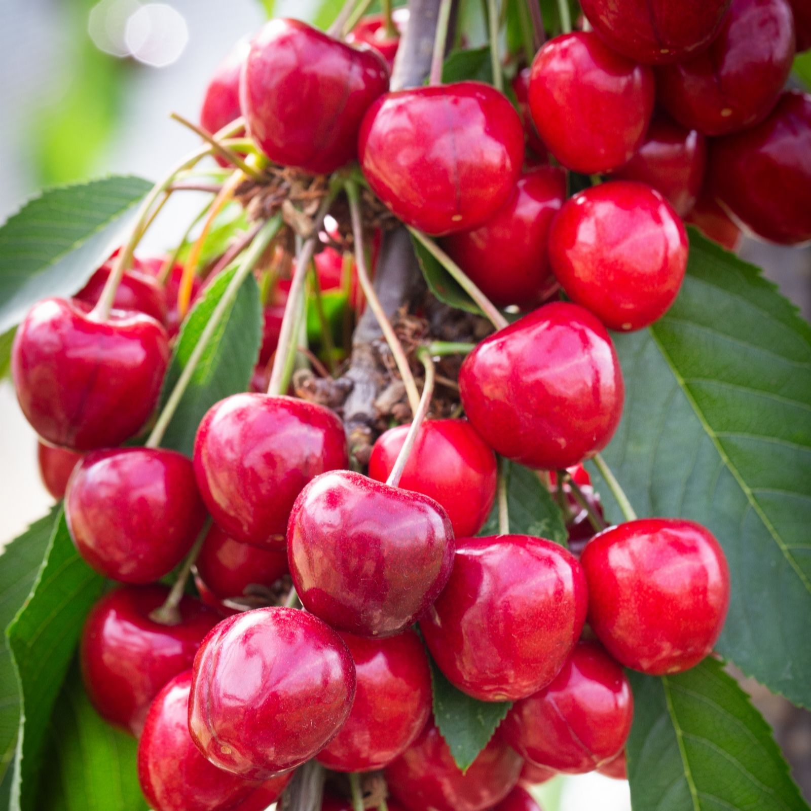 Frank P Matthews Dark/Red Cherry Celeste In 11.5 Litre Container