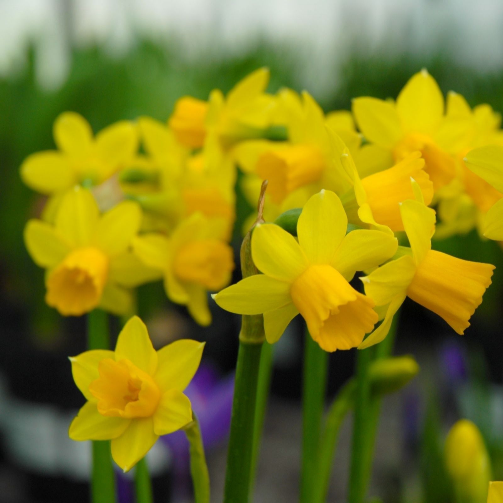 Thompson & Morgan Thompson And Morgan Daffodil Tete-a-tete 80 Bulbs Inc:, Yellow