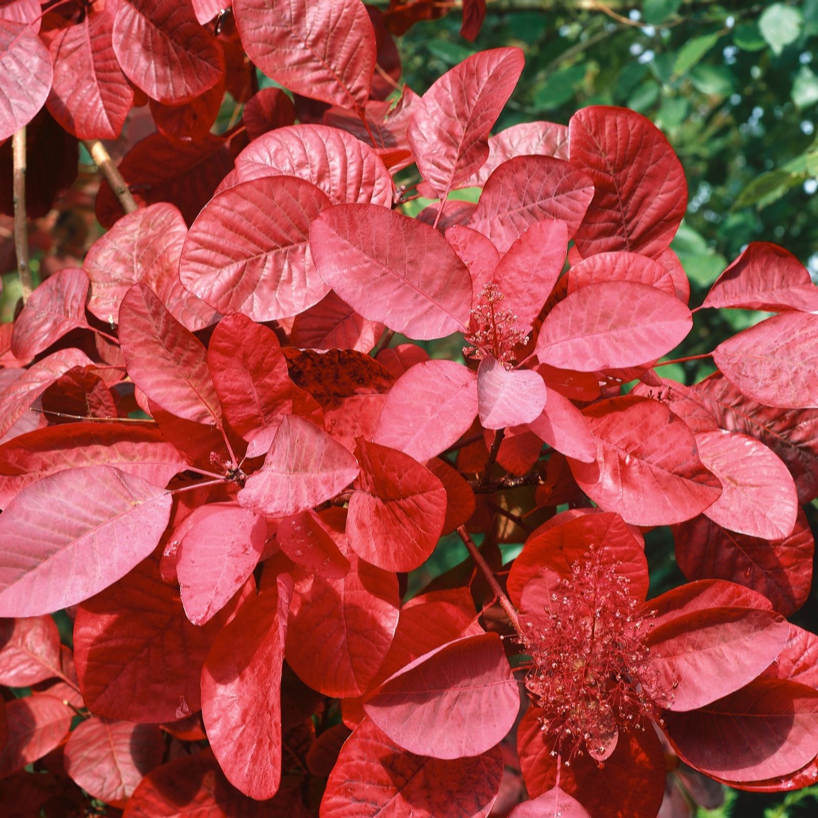 Plants 2 Gardens Purple Plants2gardens Cotinus Royal 3Ltr