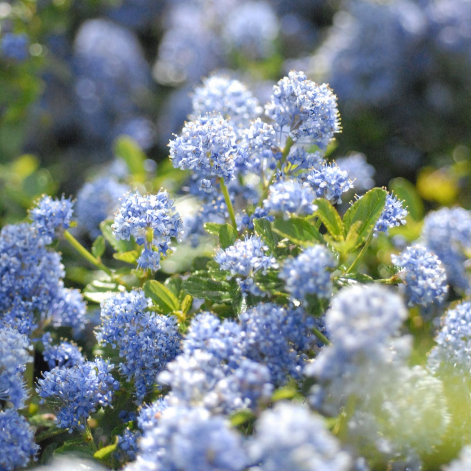 Thompson & Morgan Ceanothus Repens Californian Lilac 9cm x 2
