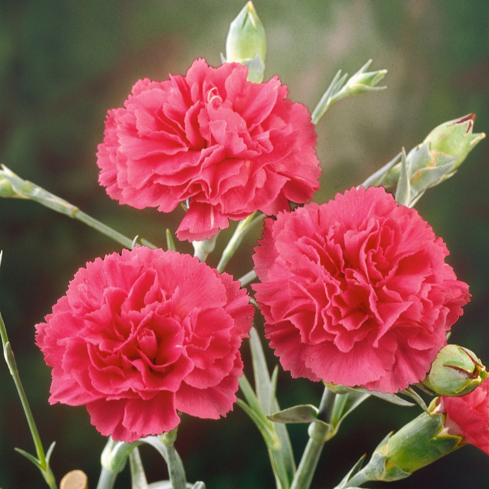 Plants 2 Gardens Plants2gardens Whetmans Garden Pinks 3 X 13Cm