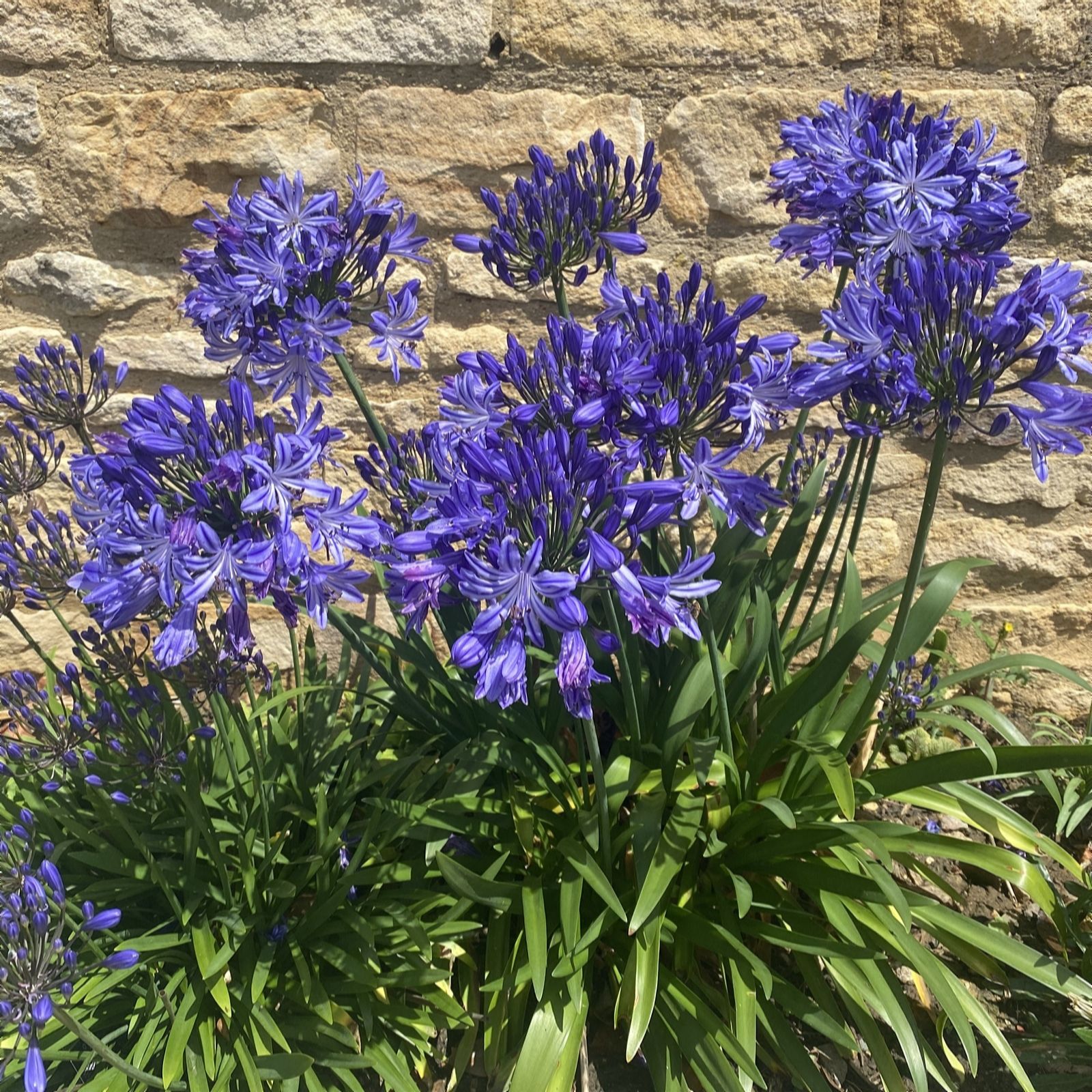 Plants 2 Gardens Blue/Green Plants2gardens Agapanthus His Majesty 3Ltr