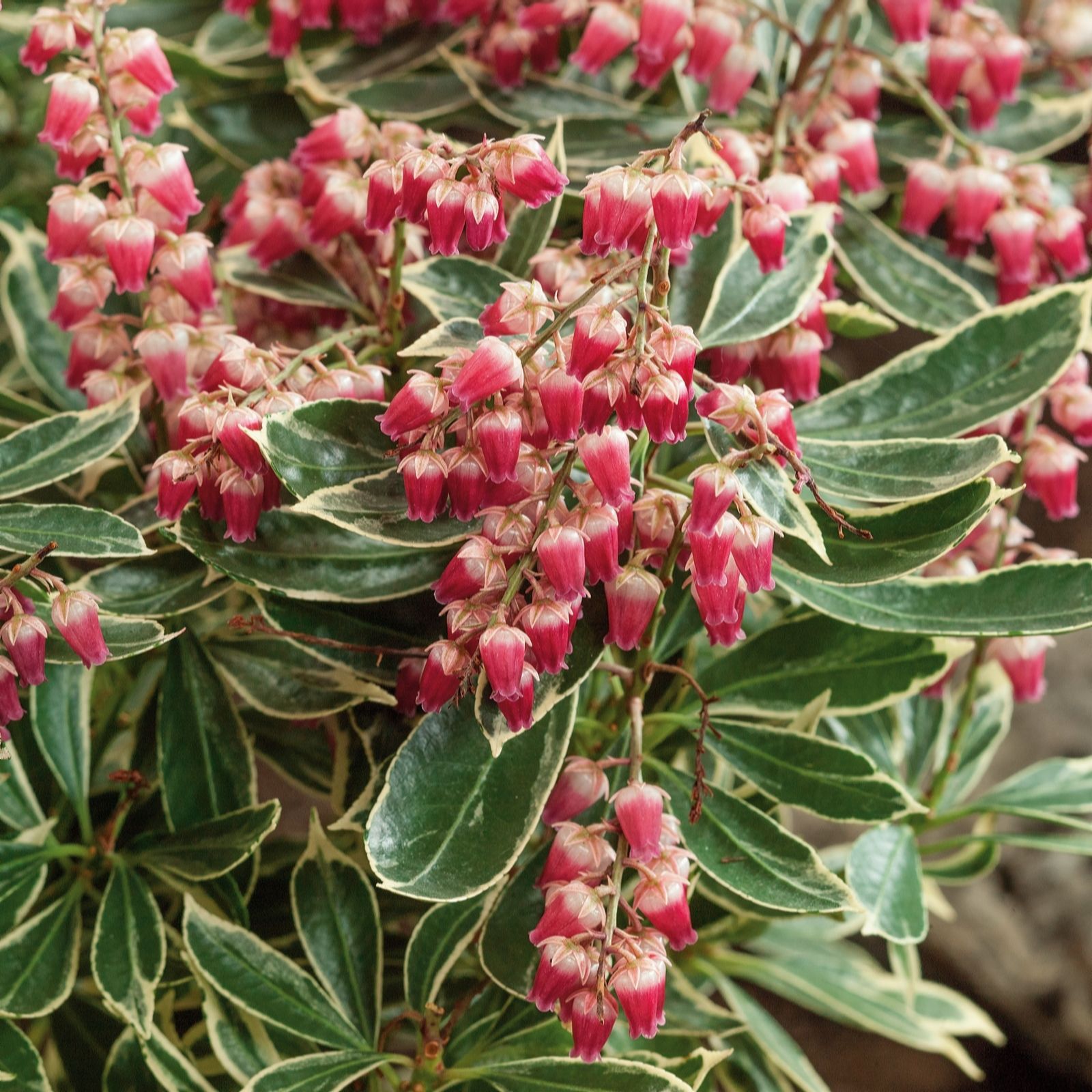 Plants 2 Gardens Red/Green/White Plants2gardens Pieris Ralto 4.5Ltr