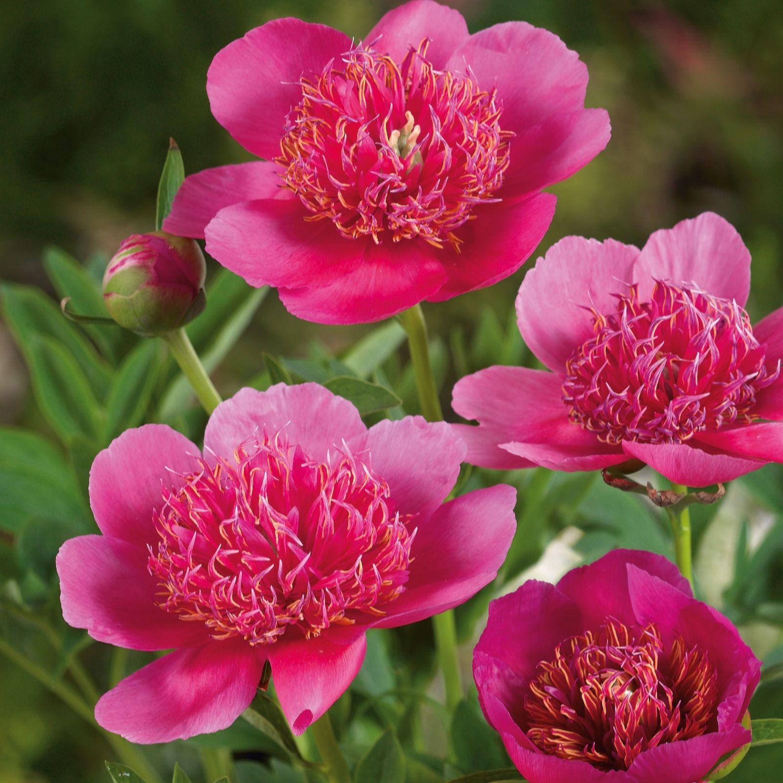 Plants 2 Gardens Plants2gardens Peony Collection 3 X Bare Roots