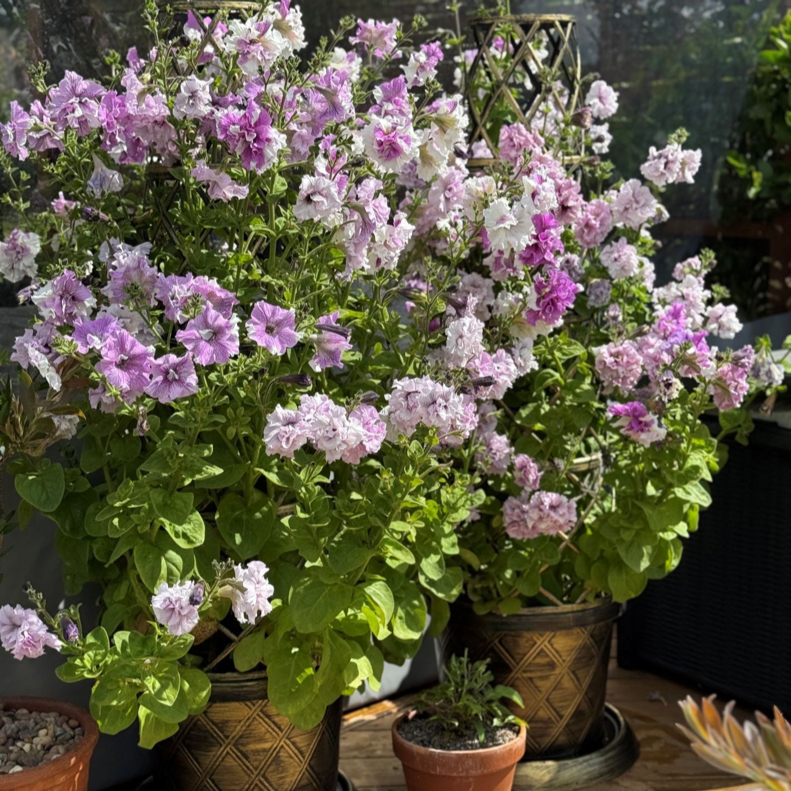 Thompson & Morgan Petunia Allegra Cut Flower Mixed Collection 6 GR...