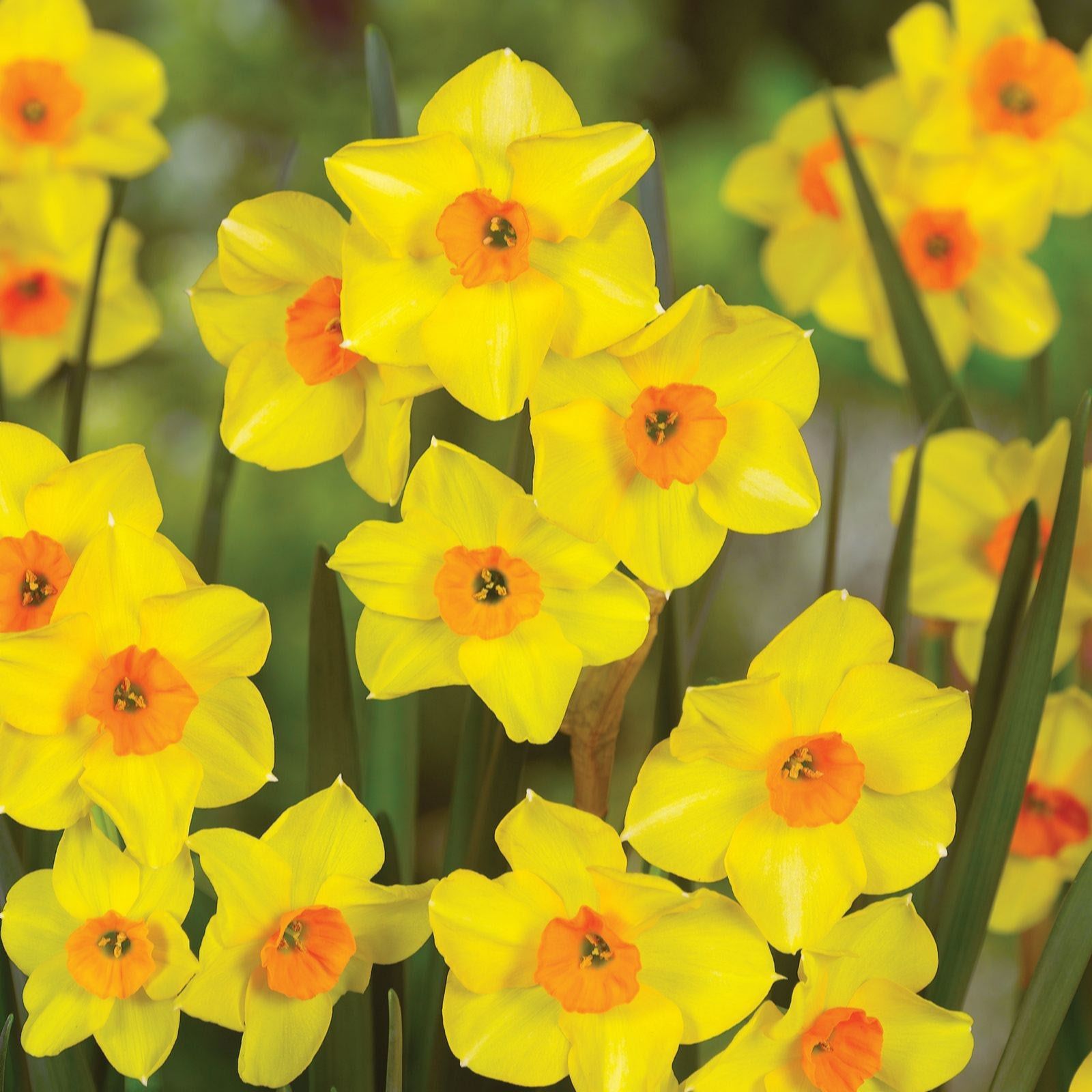 Thompson & Morgan 120 x Daffodil (narcissus) Dwarf Collection Bulbs
