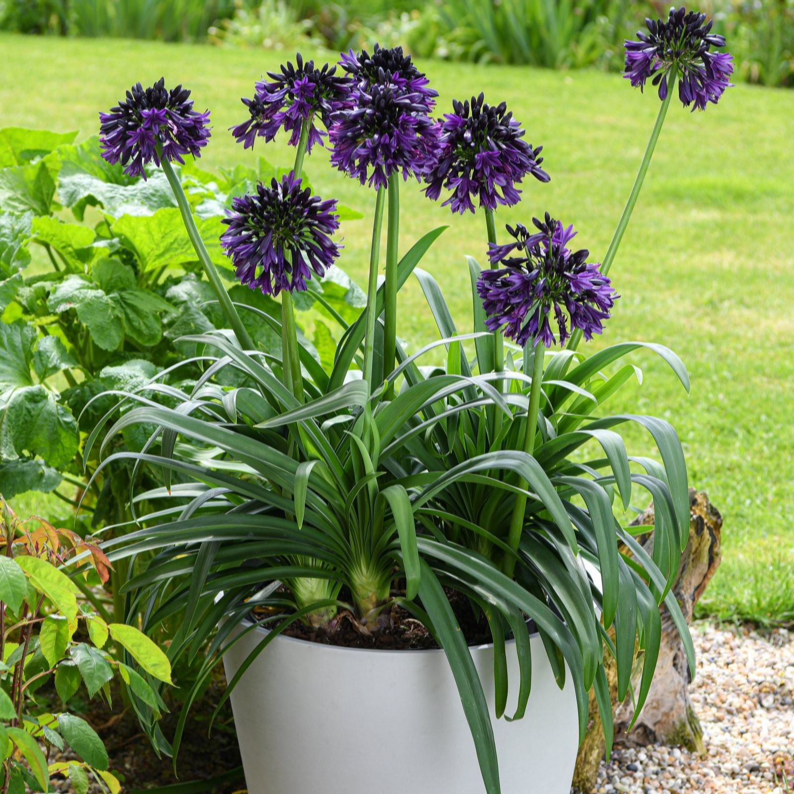 Thompson & Morgan Agapanthus Black Jack in 4 Litre Pot