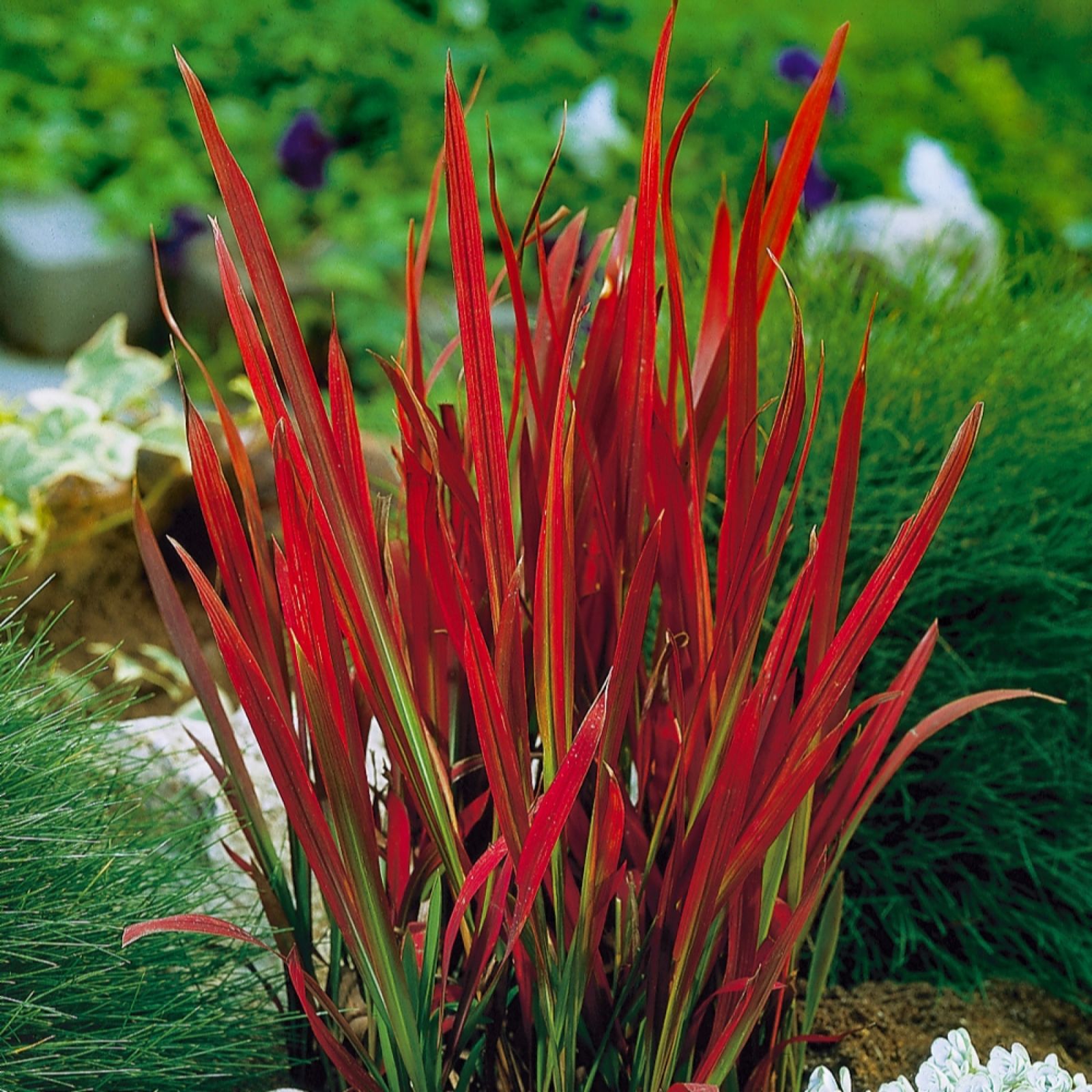Yougarden Red Imperata Cylindrica Baron 2L X2