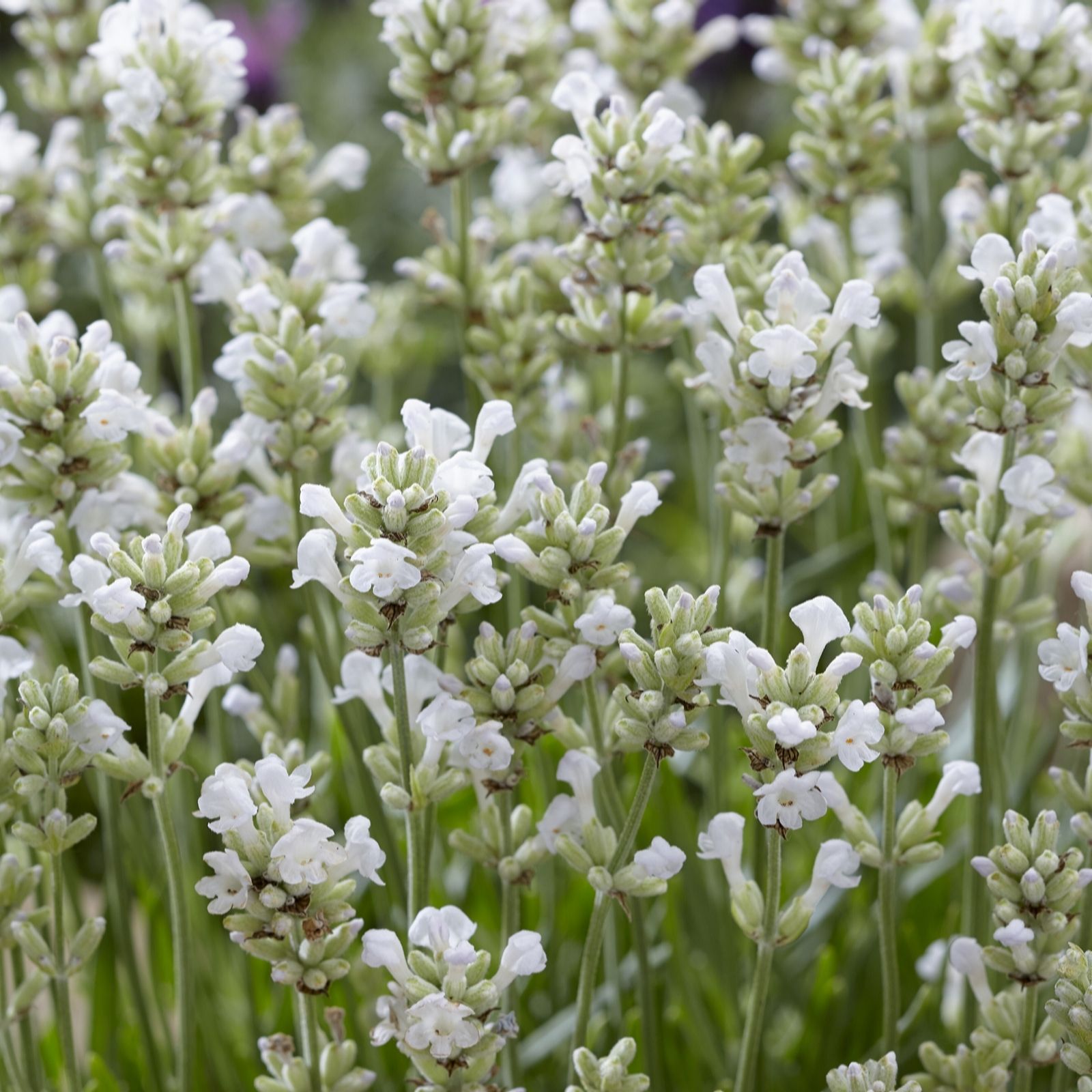 Hayloft Plants Lavender Arctic Snow 5X 9Cm