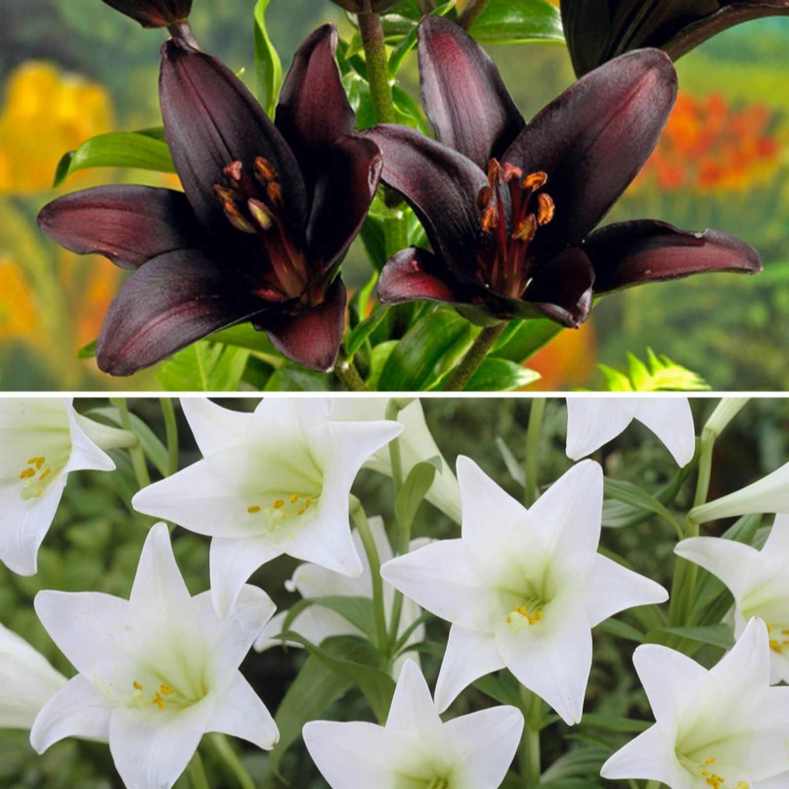 Yougarden Black/White & Lily Collection X20 Bulbs
