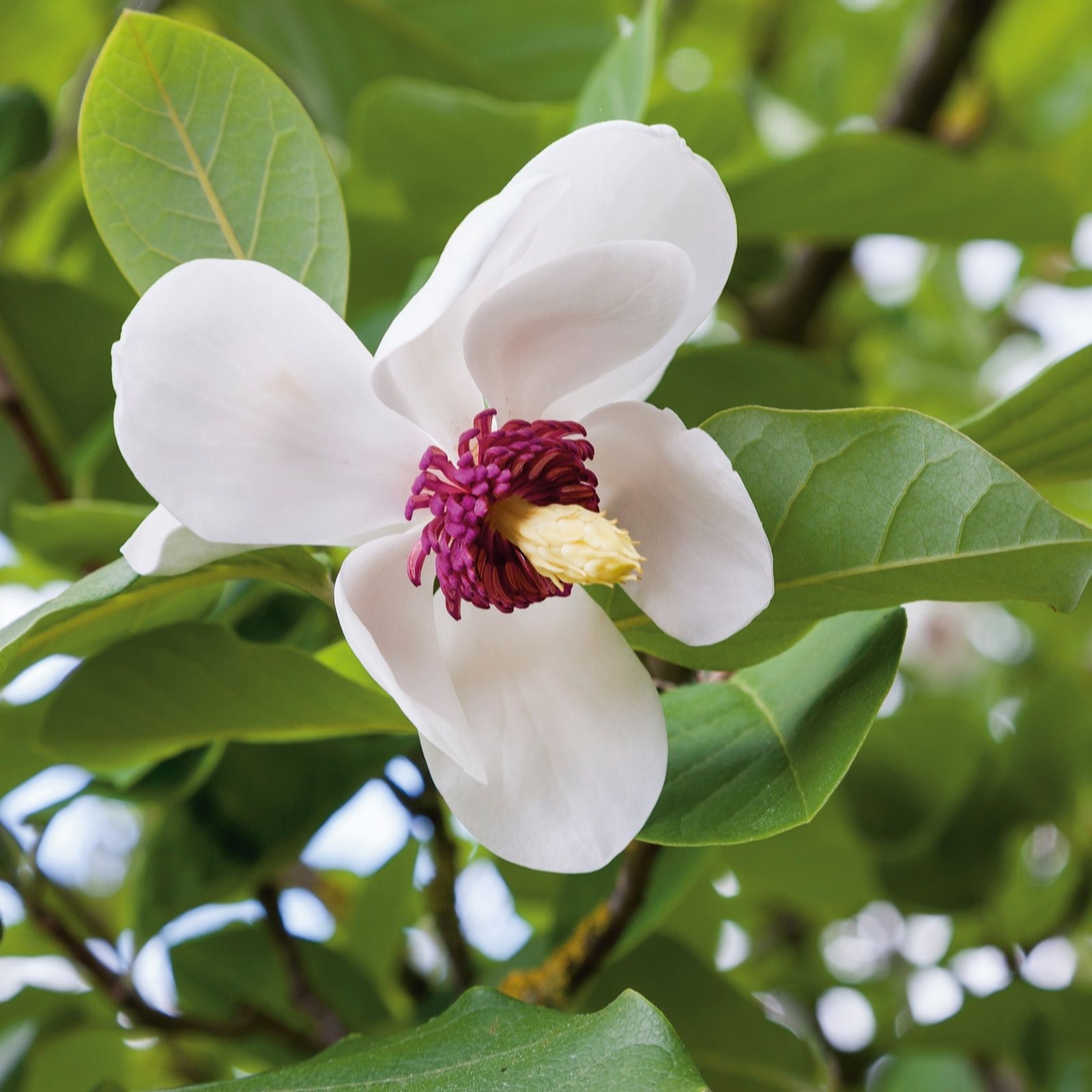 Plants 2 Gardens White/Purple Plants2gardens Magnolia Sieboldii 5Ltr