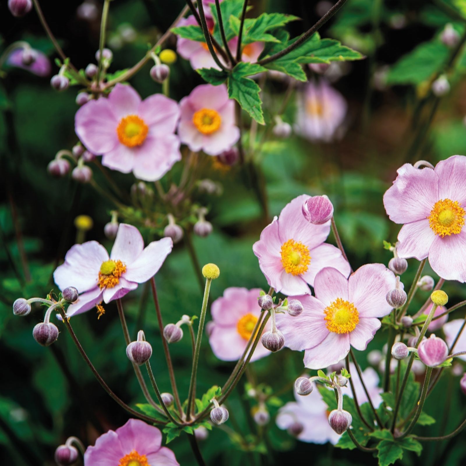 Thompson & Morgan Anemone Japanese Collection Bare Roots X 3