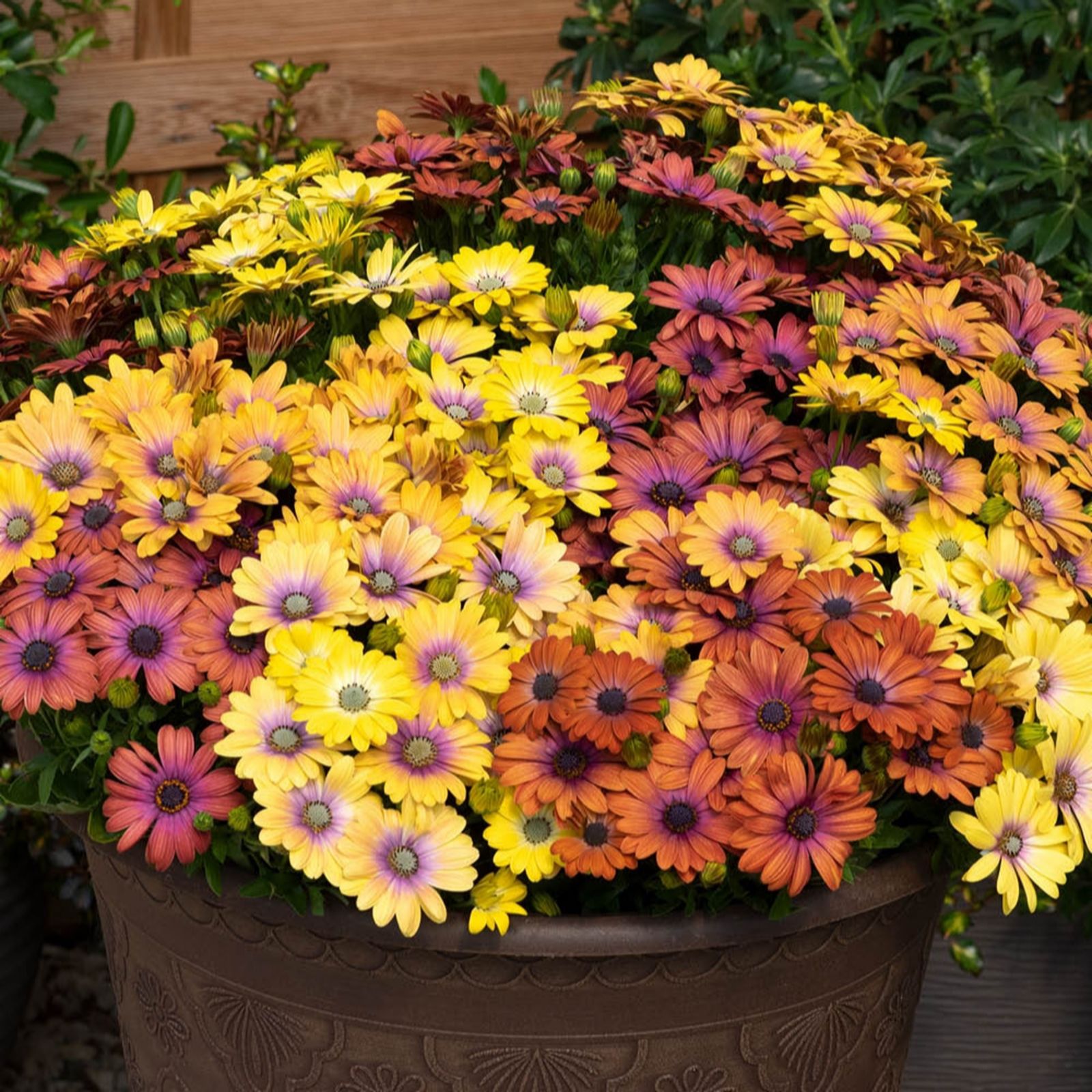 Yougarden Osteo 'Akila Hawaii Sunset Shades' Plug Plants X12