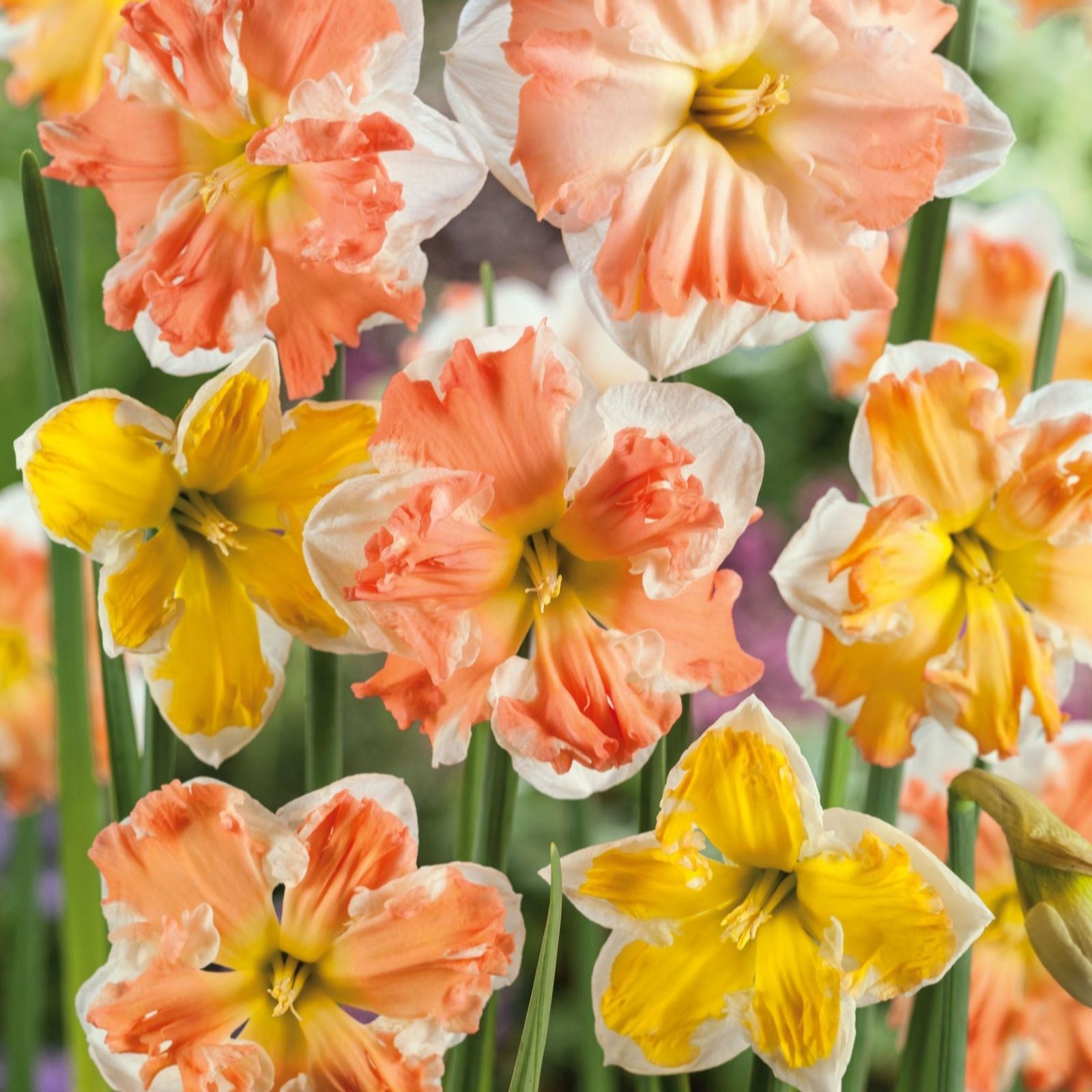 Thompson & Morgan 16 x Hyacinth 'berries & Cream Mixture' Bulbs, Multi