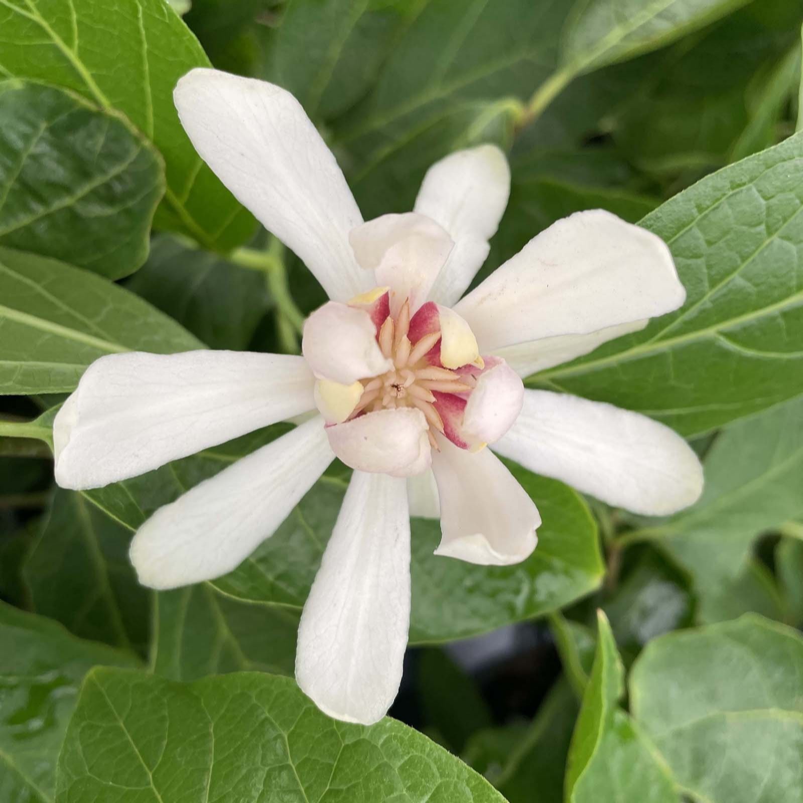 Plants 2 Gardens White/Burgundy/Green Plants2gardens Calycanthus Venus 3Ltr