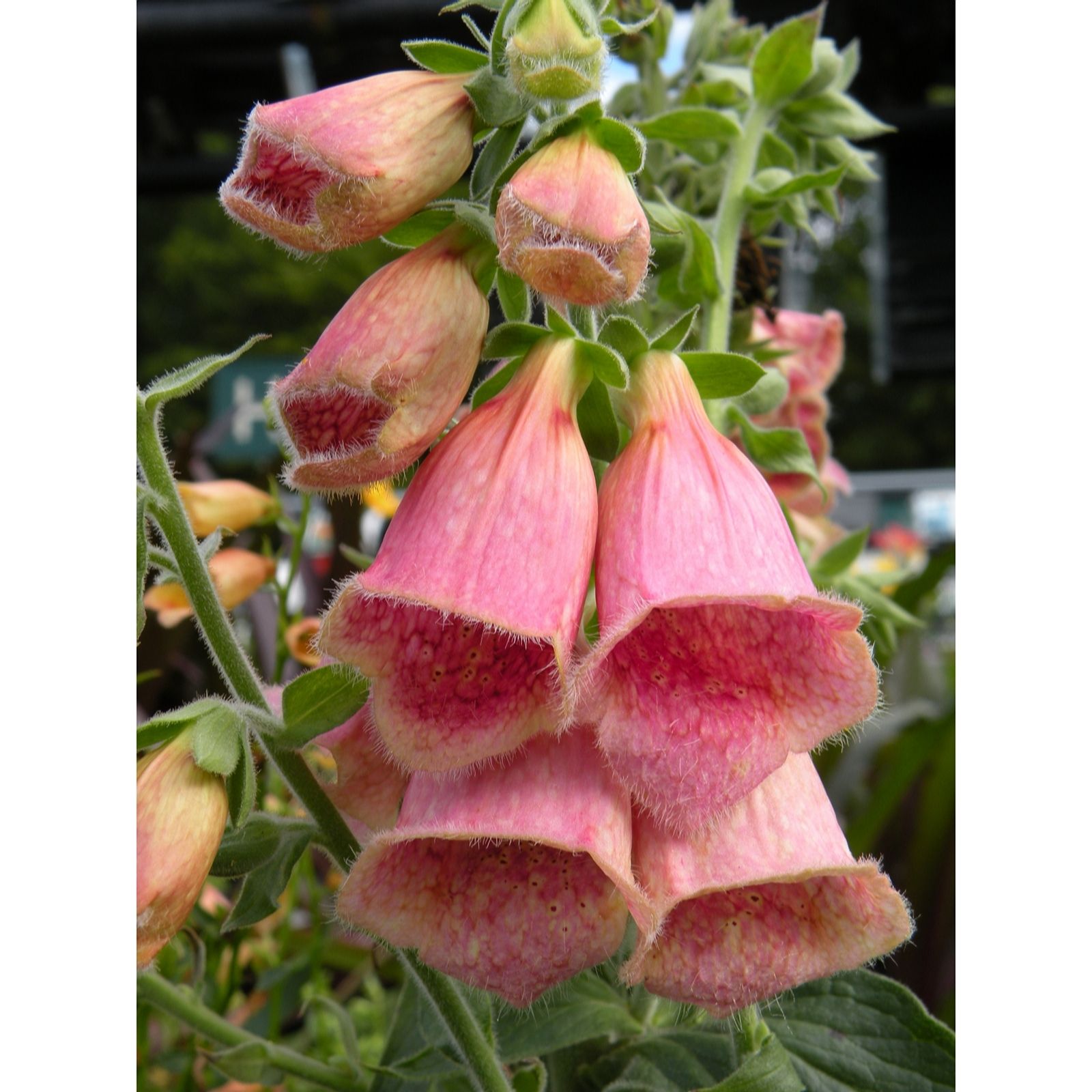 Hayloft Plants Pink Strawberry Foxglove 3X 9Cm